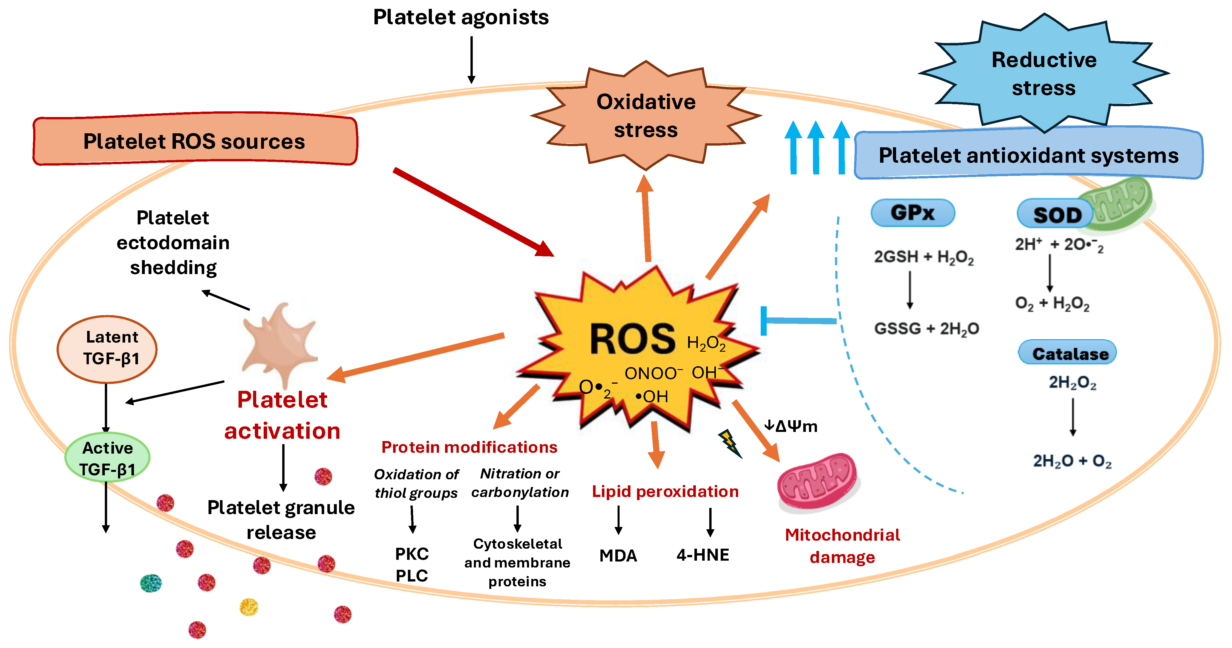 Antioxidants 14 01286 g002 Antioxidants 14 01286 g002