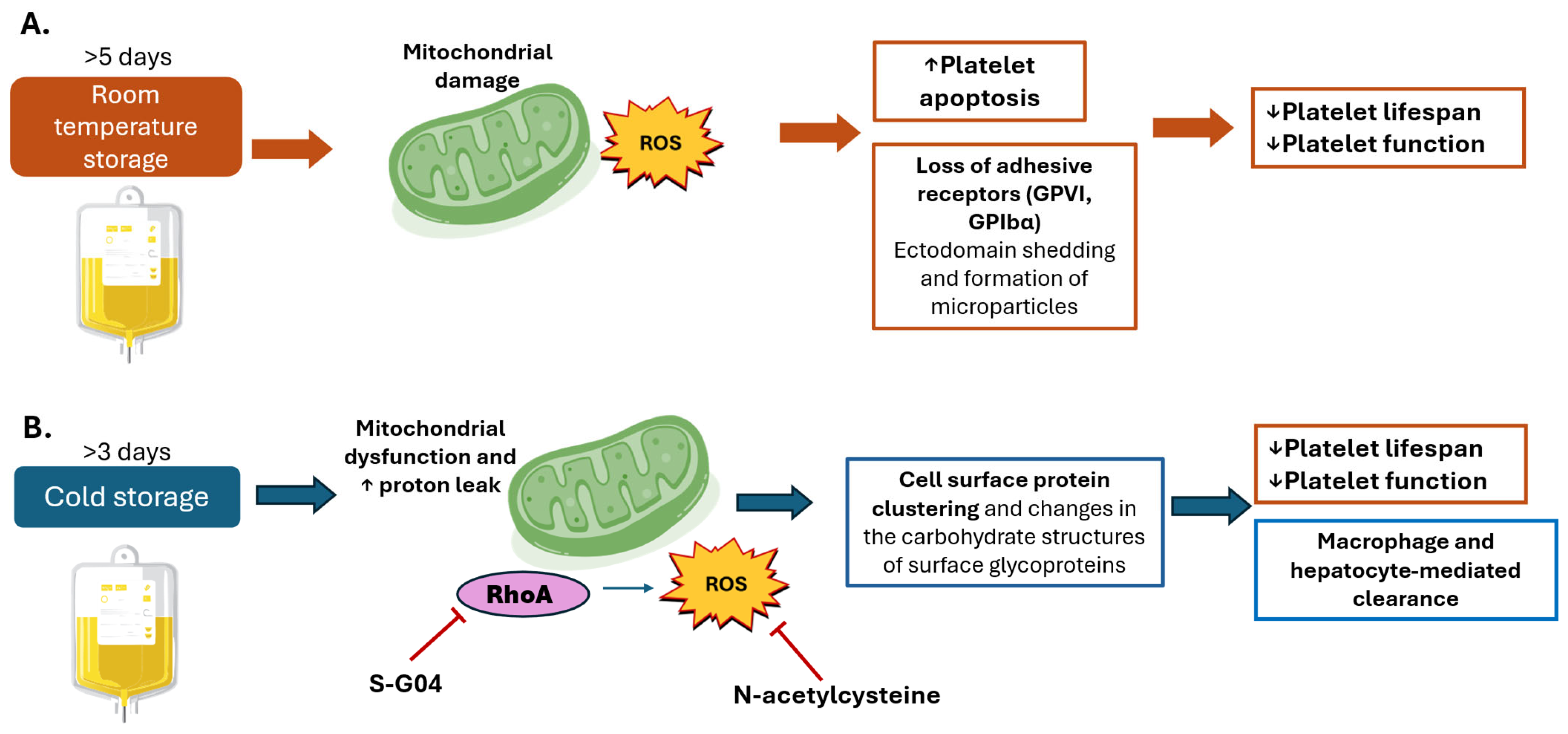 Antioxidants 14 01286 g003 Antioxidants 14 01286 g003