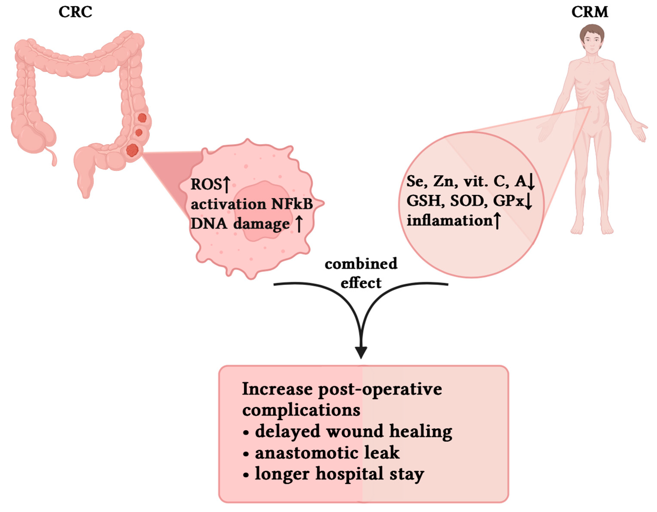 Antioxidants 14 01289 g001 Antioxidants 14 01289 g001