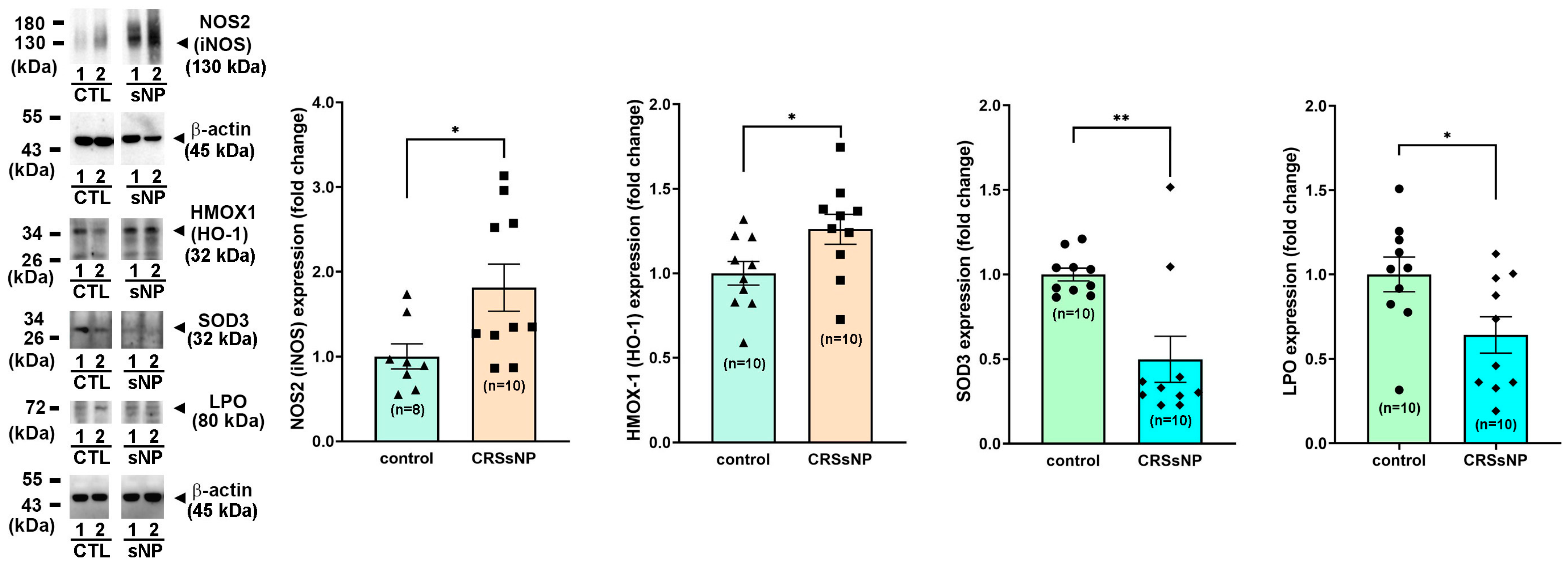 Antioxidants 14 01292 g004 Antioxidants 14 01292 g004