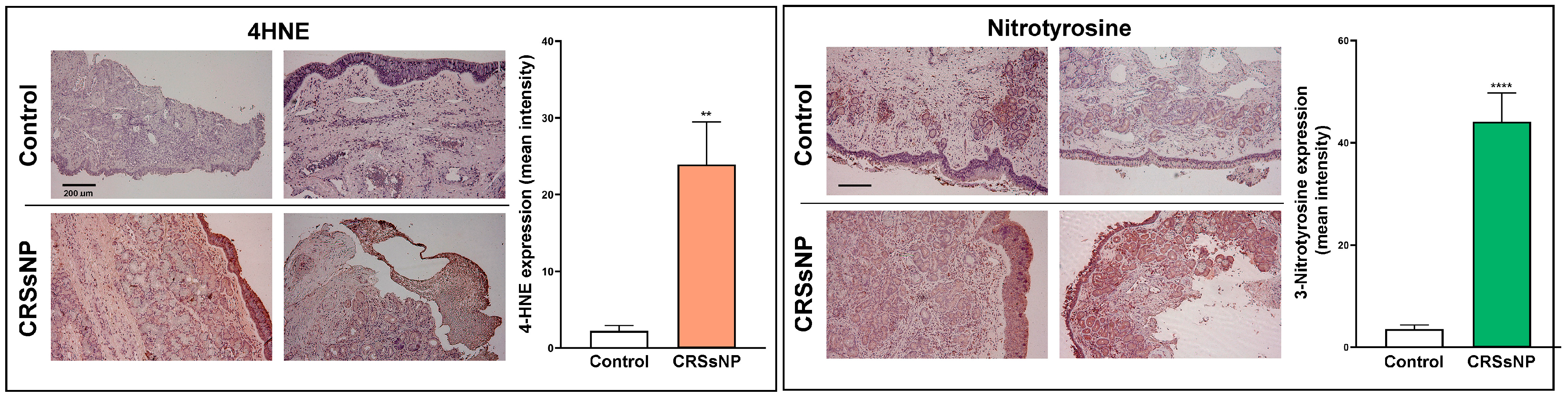 Antioxidants 14 01292 g005 Antioxidants 14 01292 g005