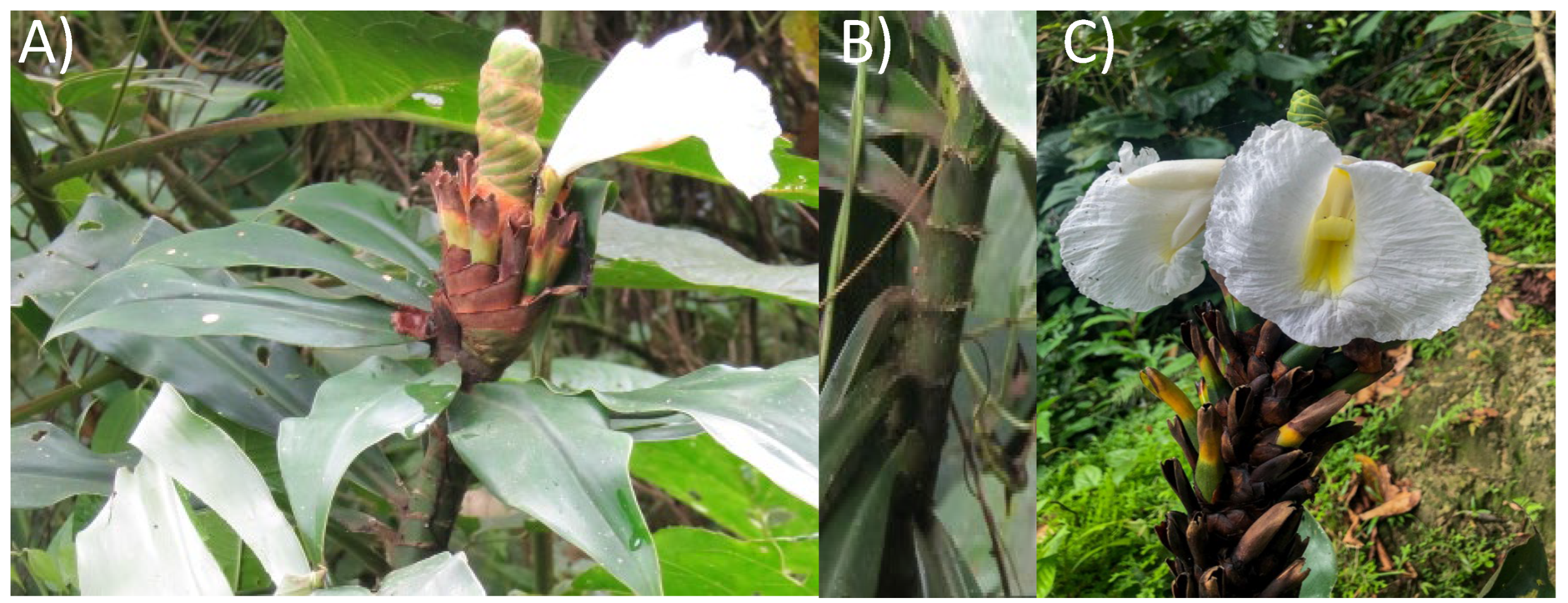 Antioxidants 14 01298 g001 Antioxidants 14 01298 g001