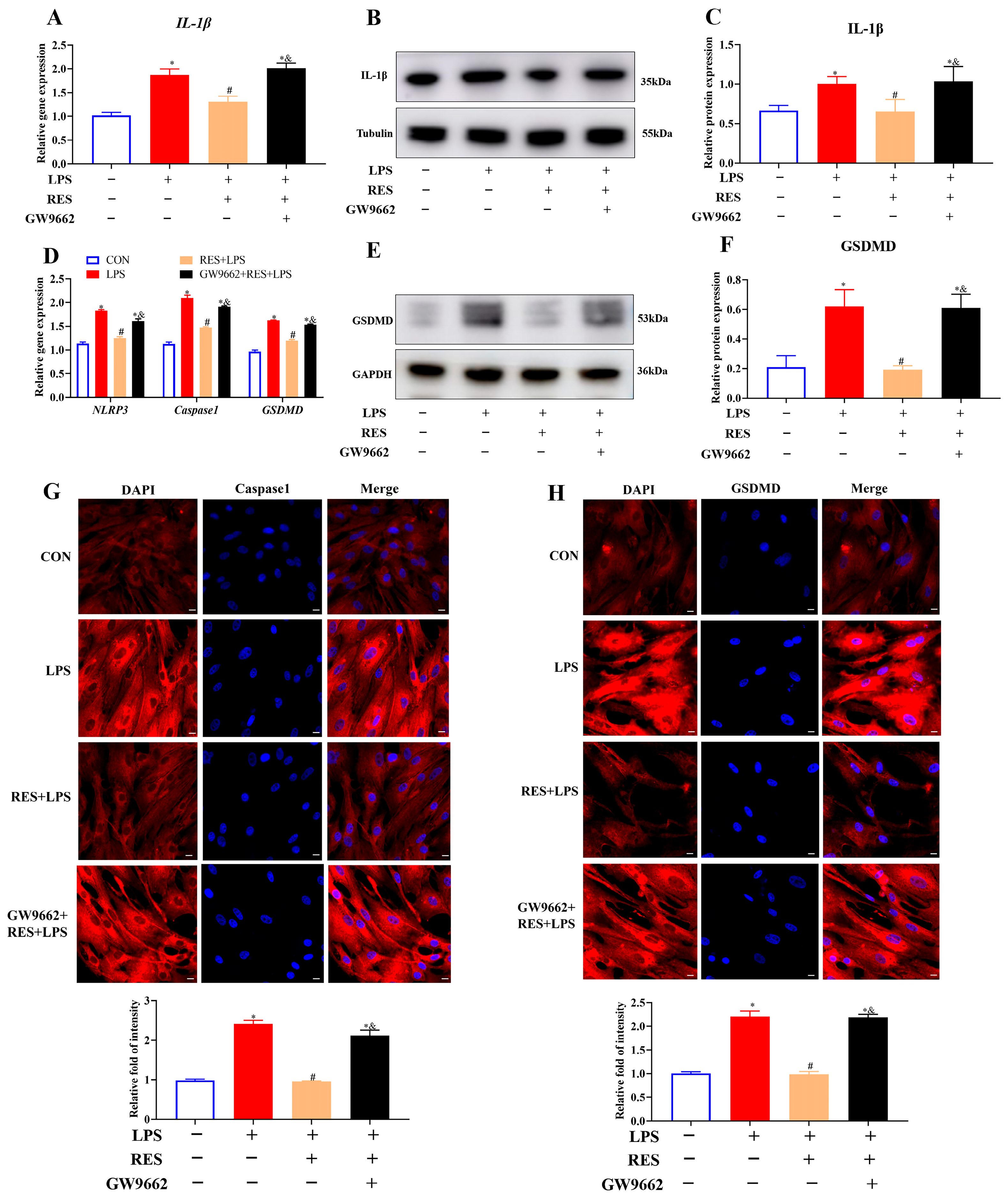 Antioxidants 14 01300 g005 Antioxidants 14 01300 g005