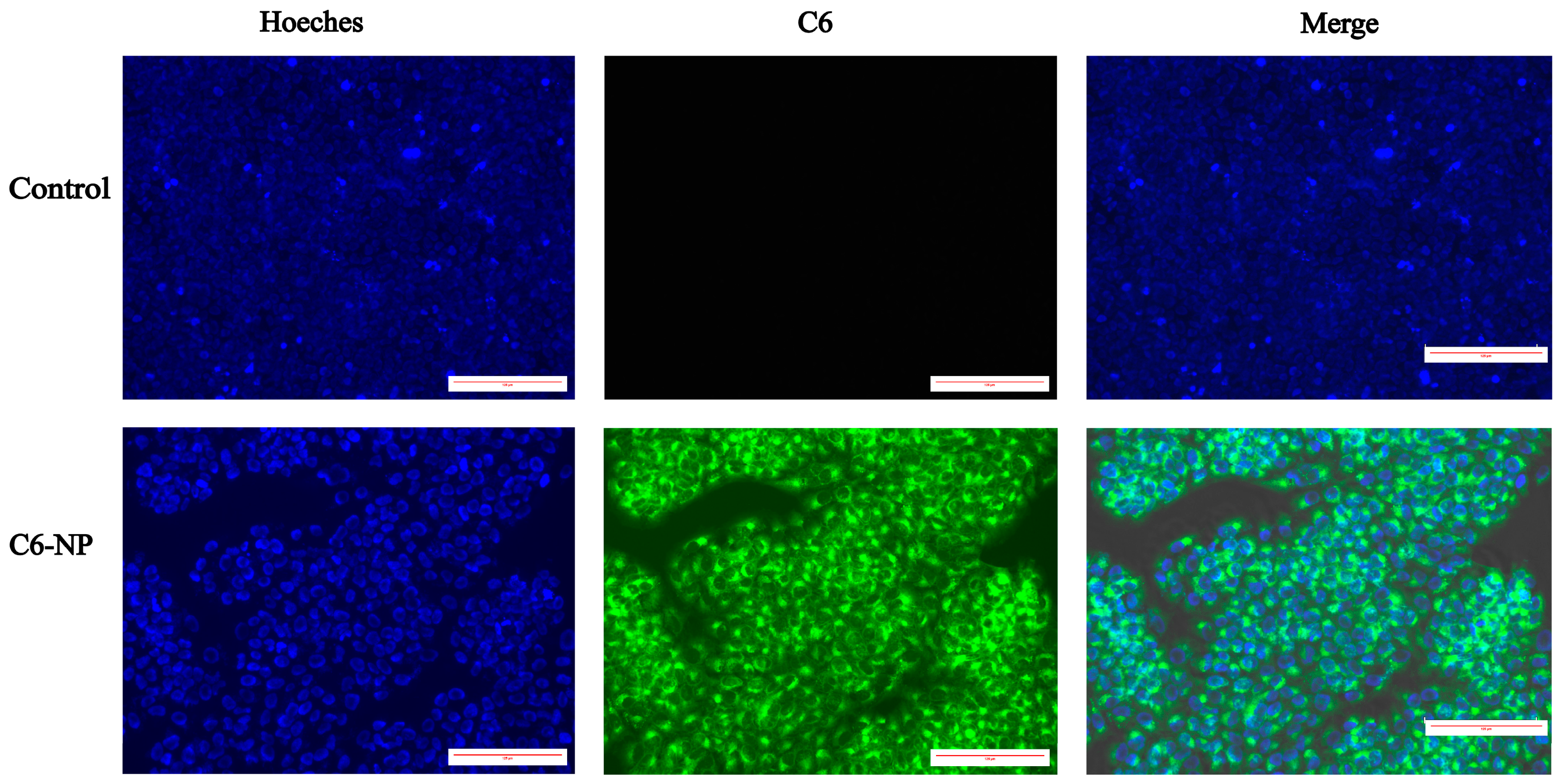 Antioxidants 14 01301 g002
