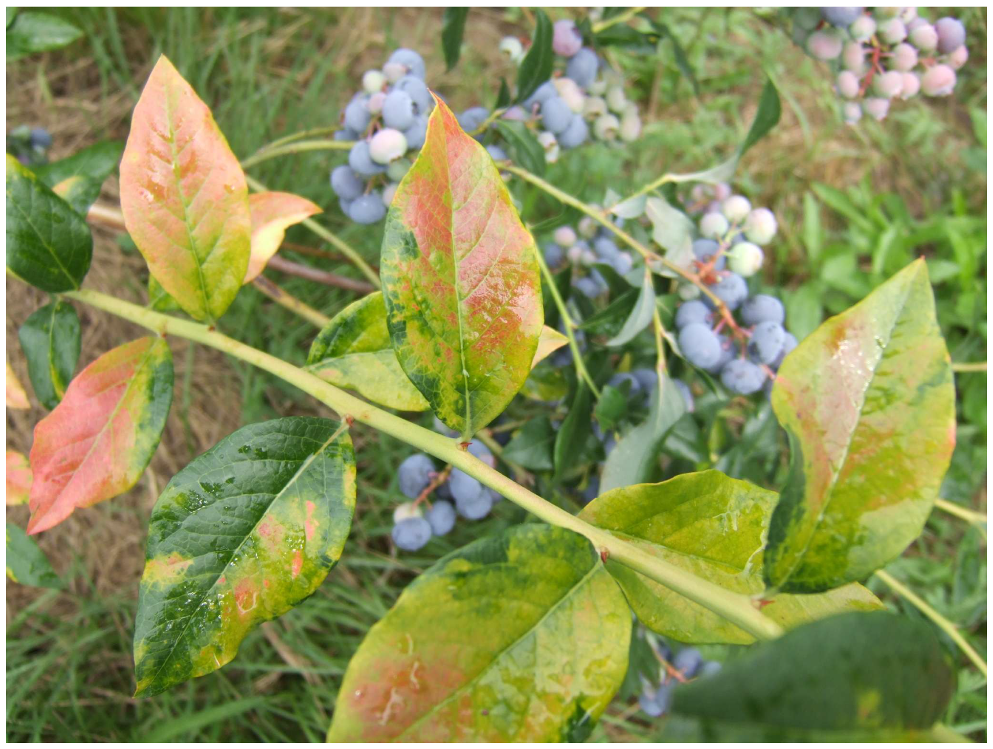 Antioxidants 14 01302 g001