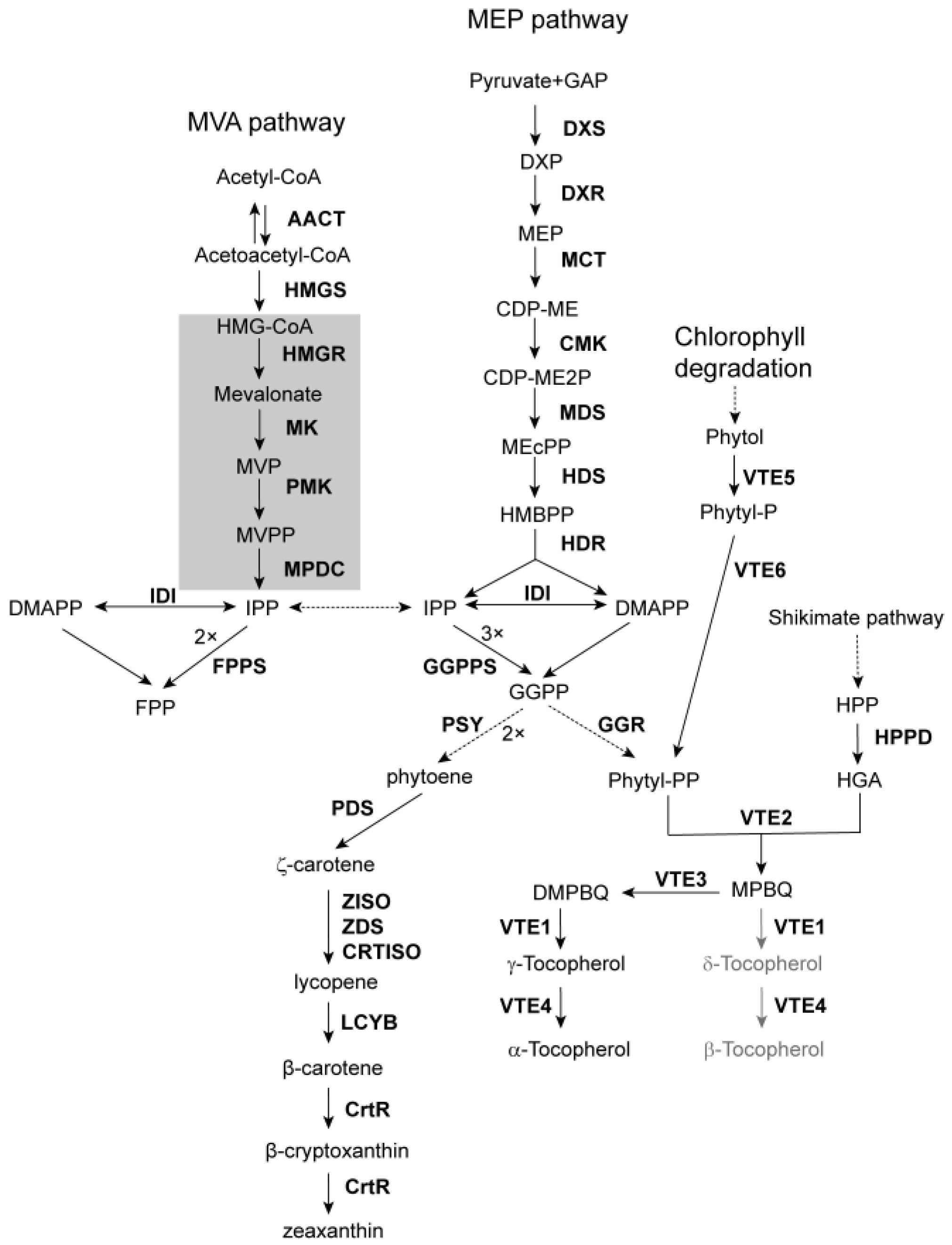 Antioxidants 14 01303 g001 Antioxidants 14 01303 g001