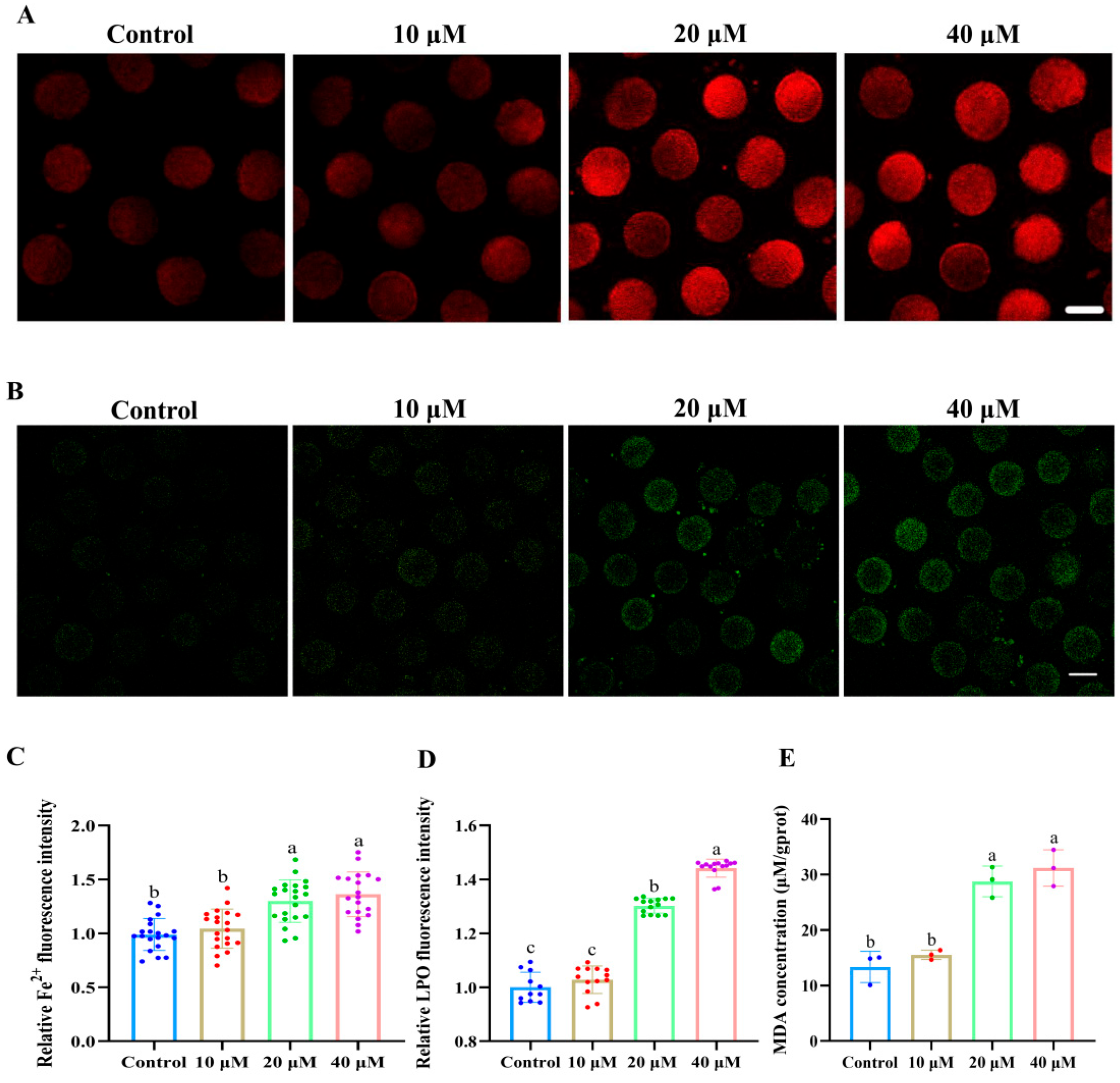 Antioxidants 14 01304 g003 Antioxidants 14 01304 g003