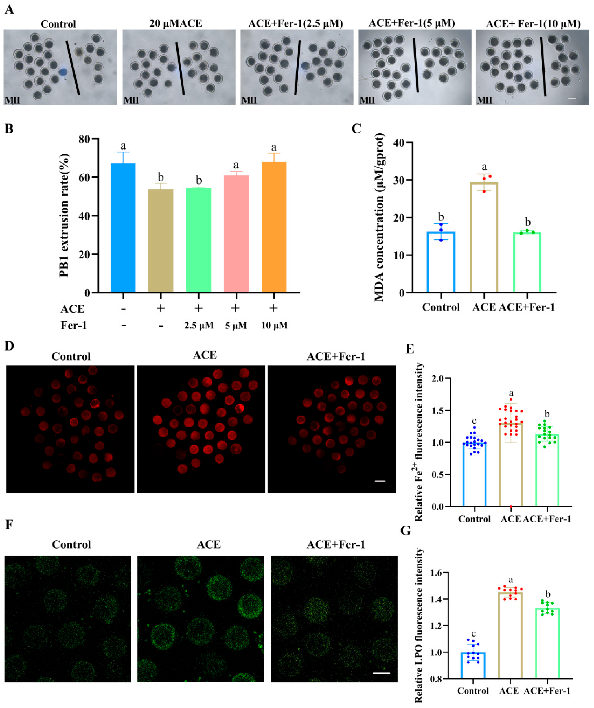 Antioxidants 14 01304 g004 Antioxidants 14 01304 g004