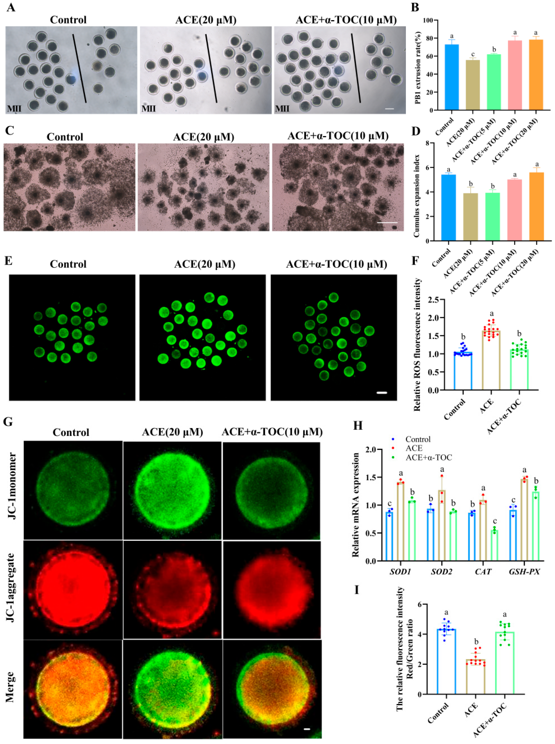 Antioxidants 14 01304 g005 Antioxidants 14 01304 g005