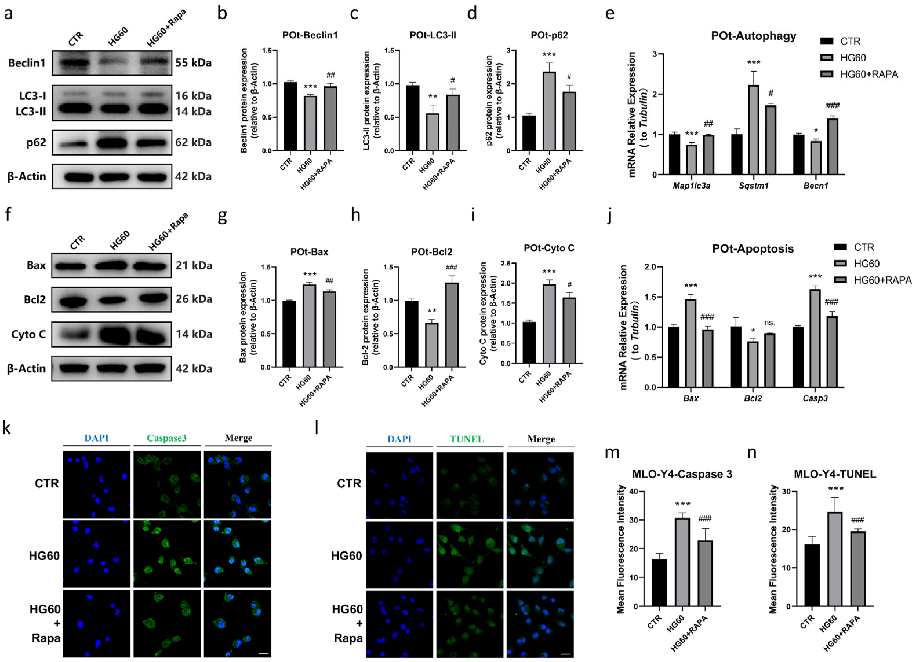 Antioxidants 14 01306 g005 Antioxidants 14 01306 g005