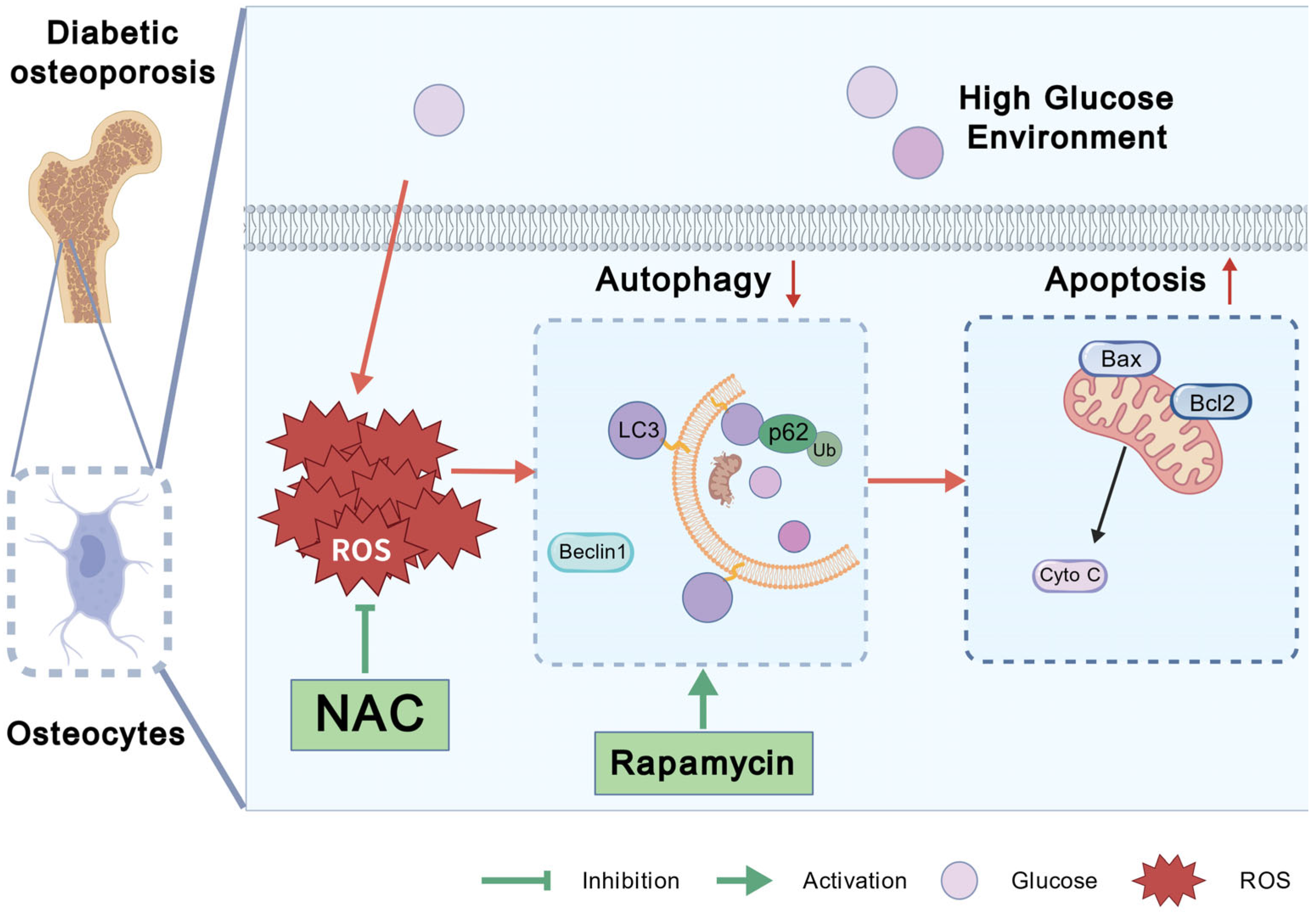 Antioxidants 14 01306 g006 Antioxidants 14 01306 g006