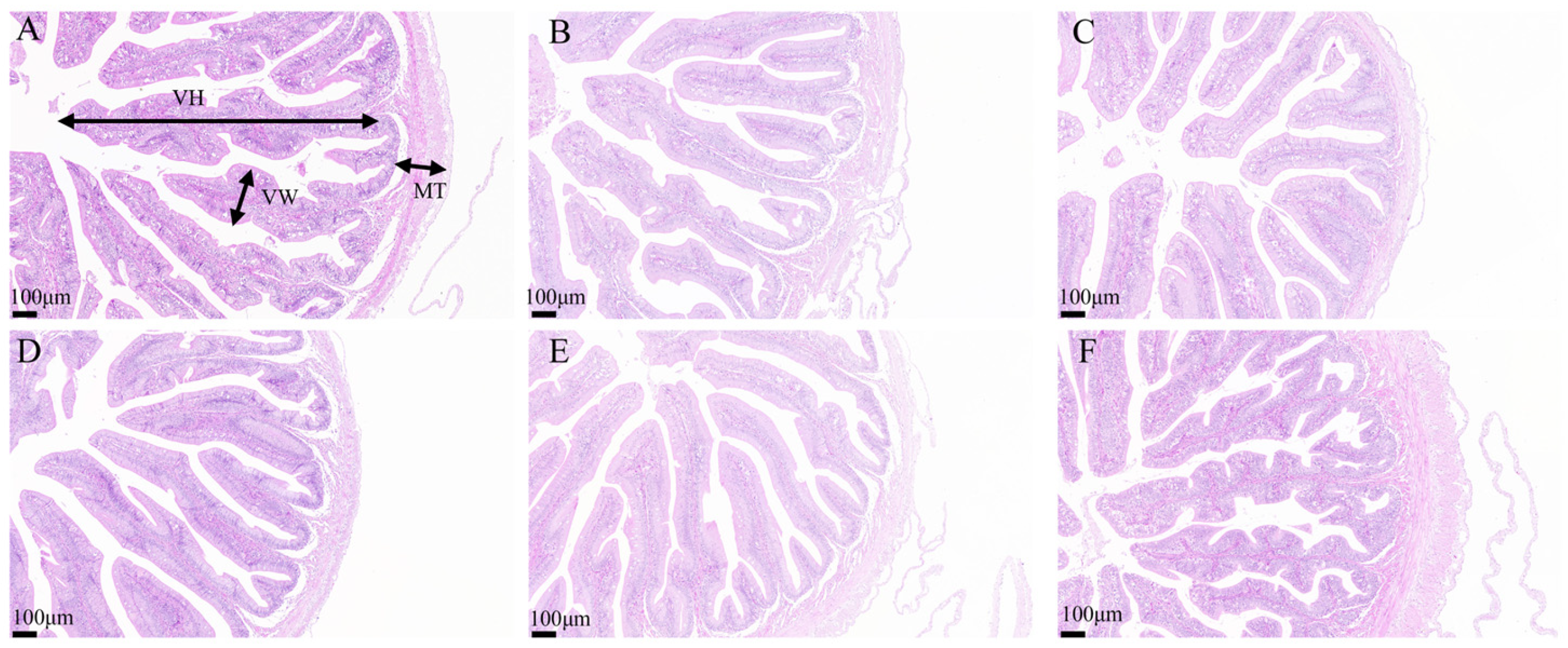 Antioxidants 14 01309 g005