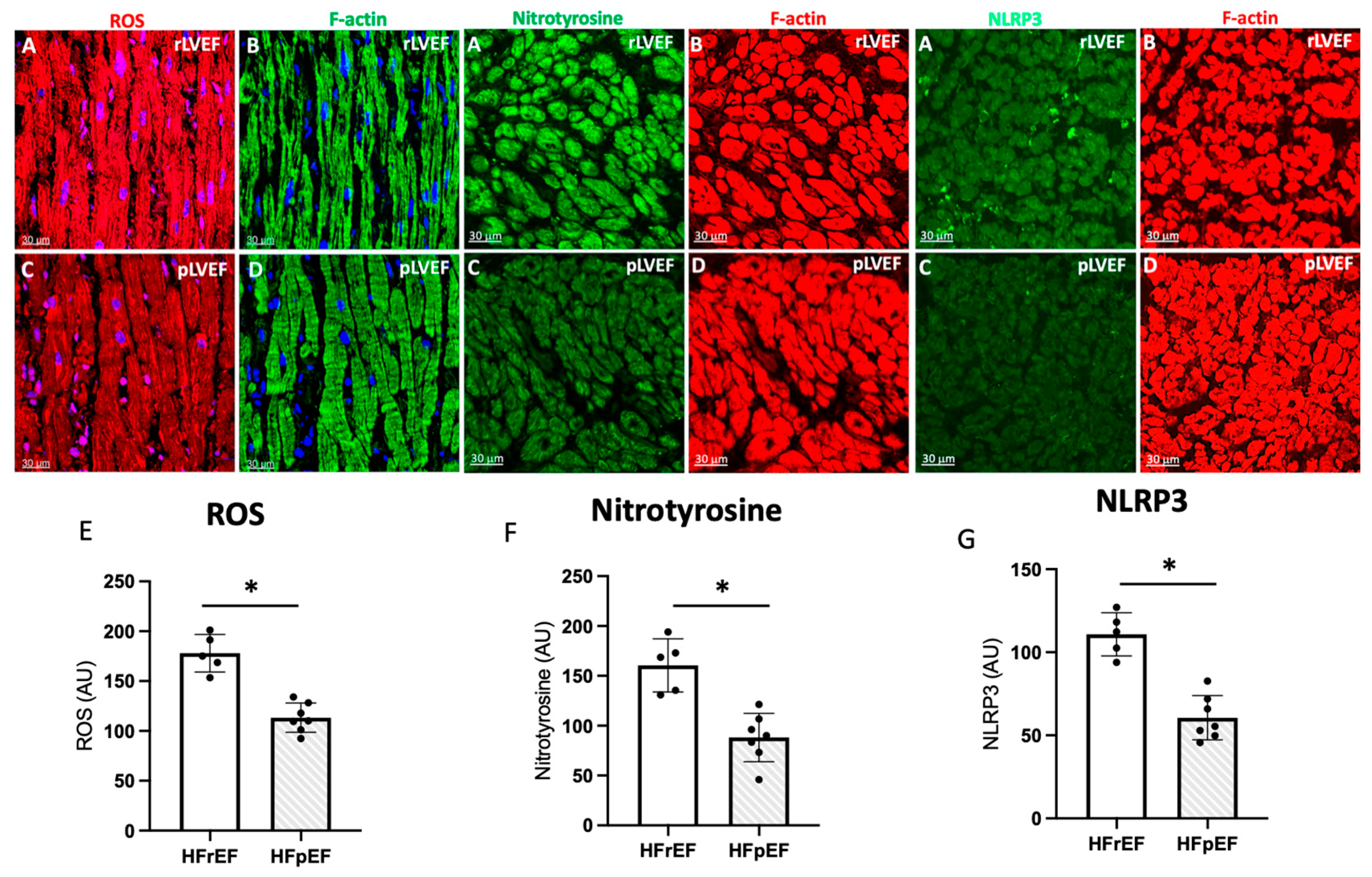 Antioxidants 14 01311 g006 Antioxidants 14 01311 g006