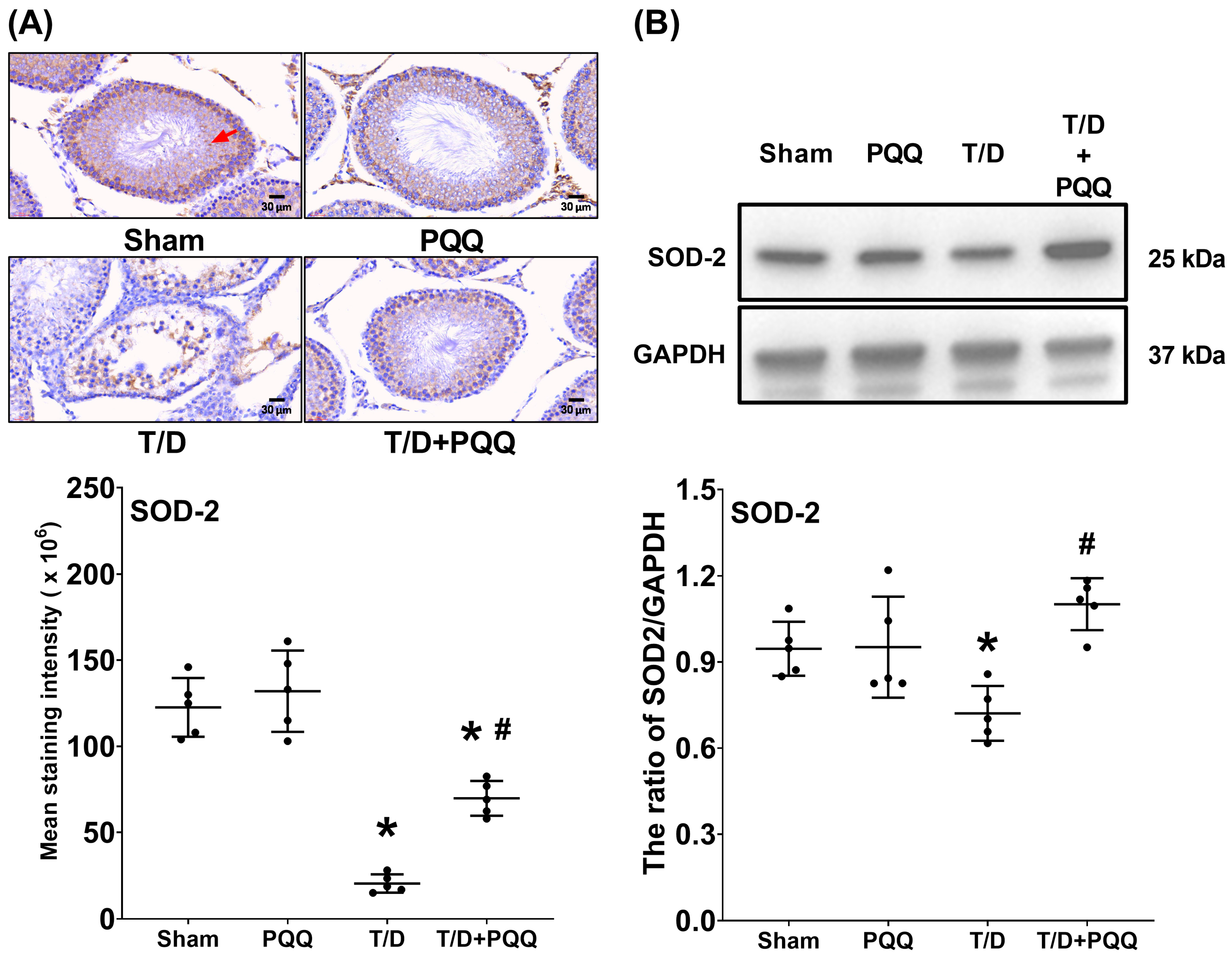 Antioxidants 14 01312 g004