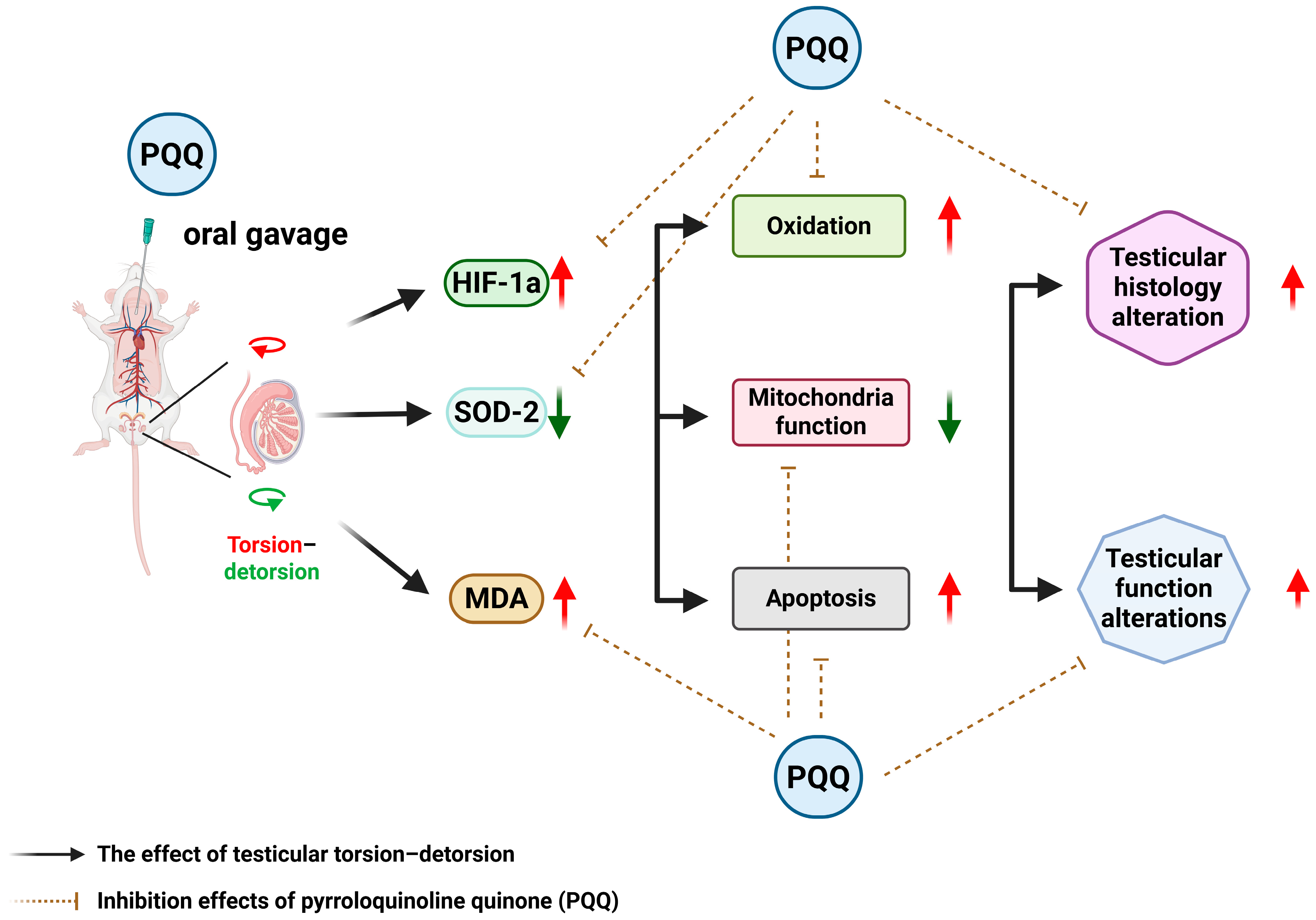 Antioxidants 14 01312 g008