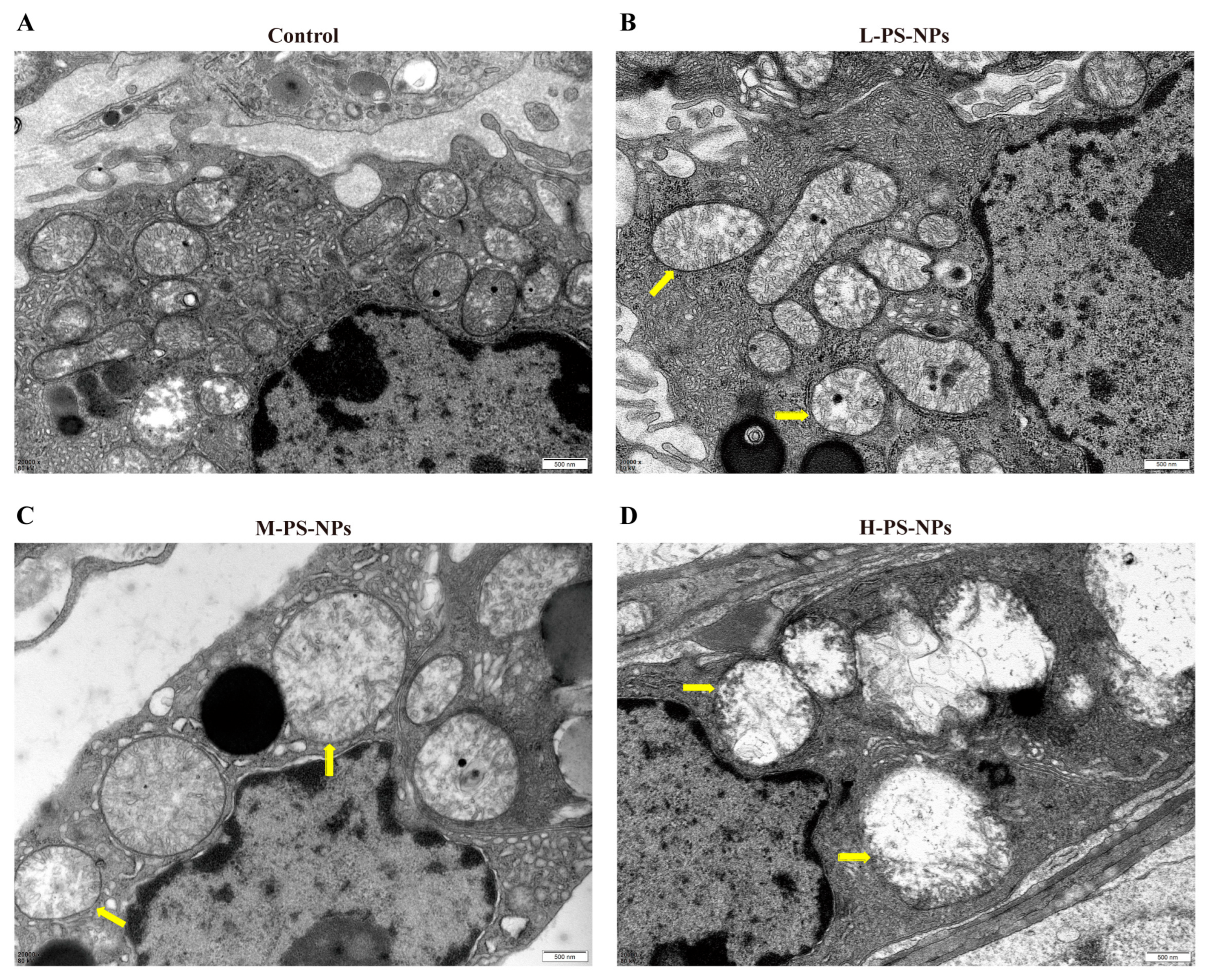 Antioxidants 14 01315 g004