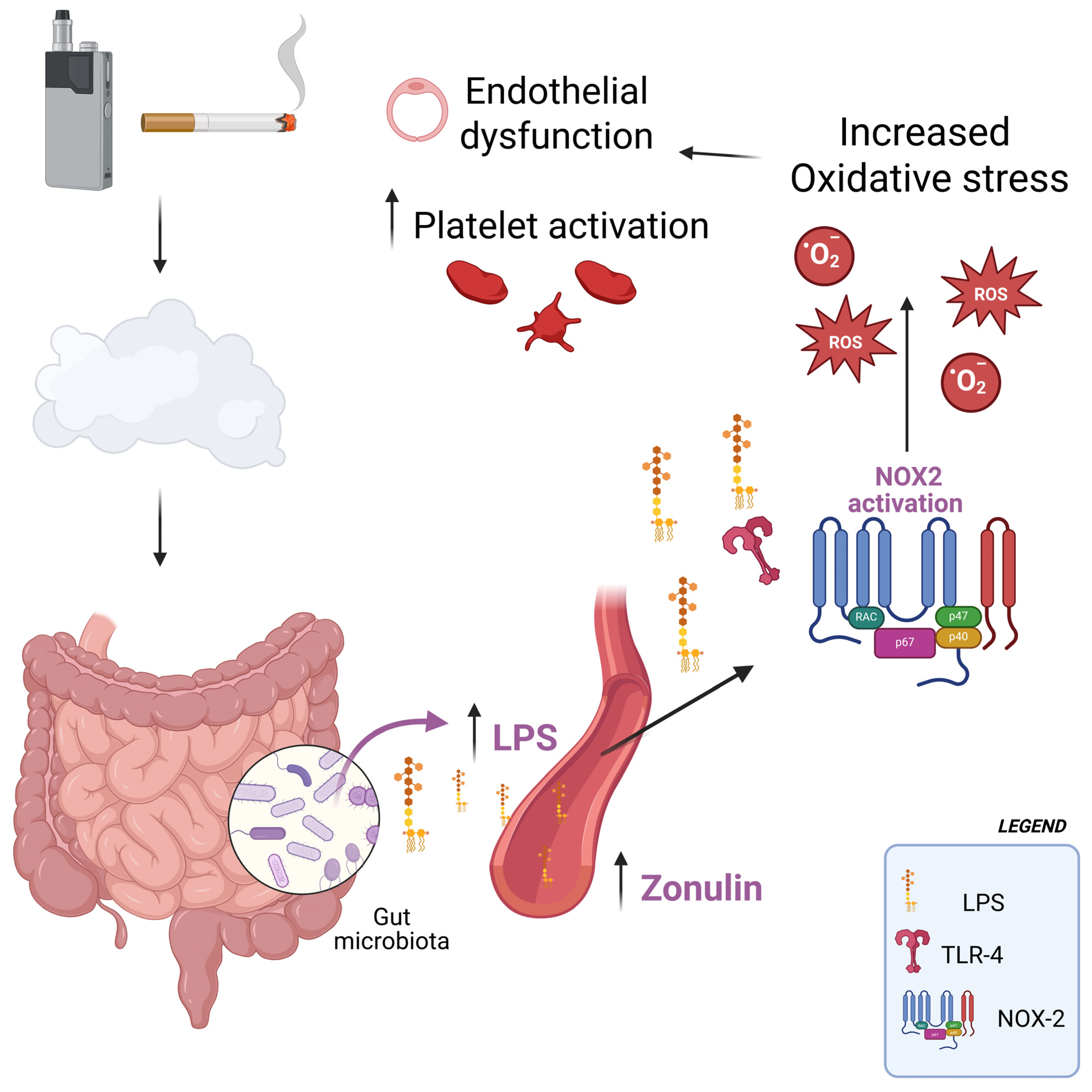 Antioxidants 14 01316 g003