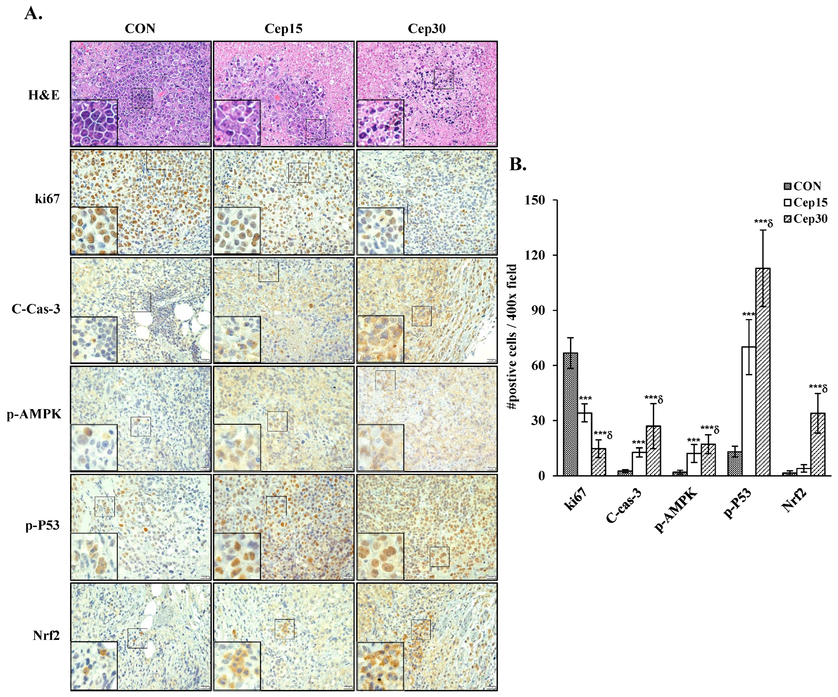 Antioxidants 14 01324 g010 Antioxidants 14 01324 g010