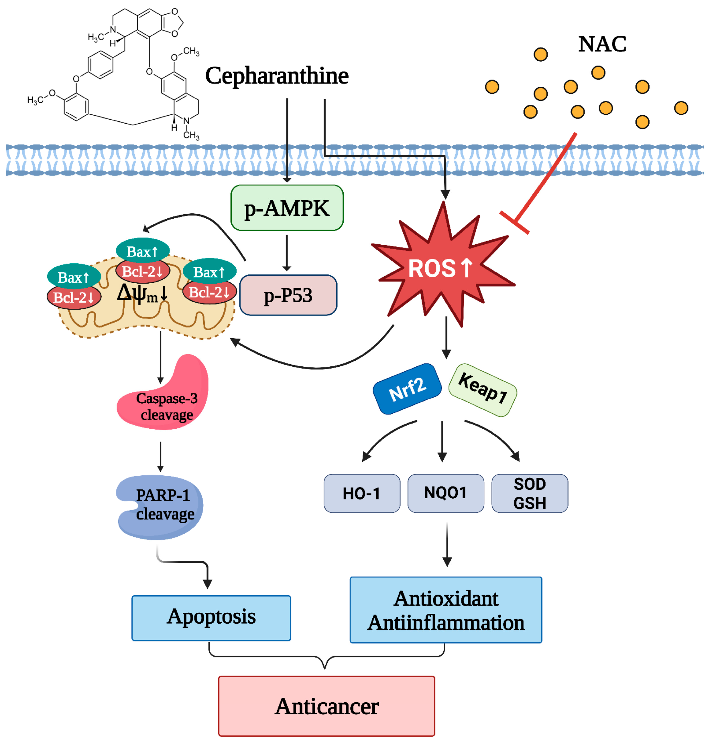 Antioxidants 14 01324 g011 Antioxidants 14 01324 g011