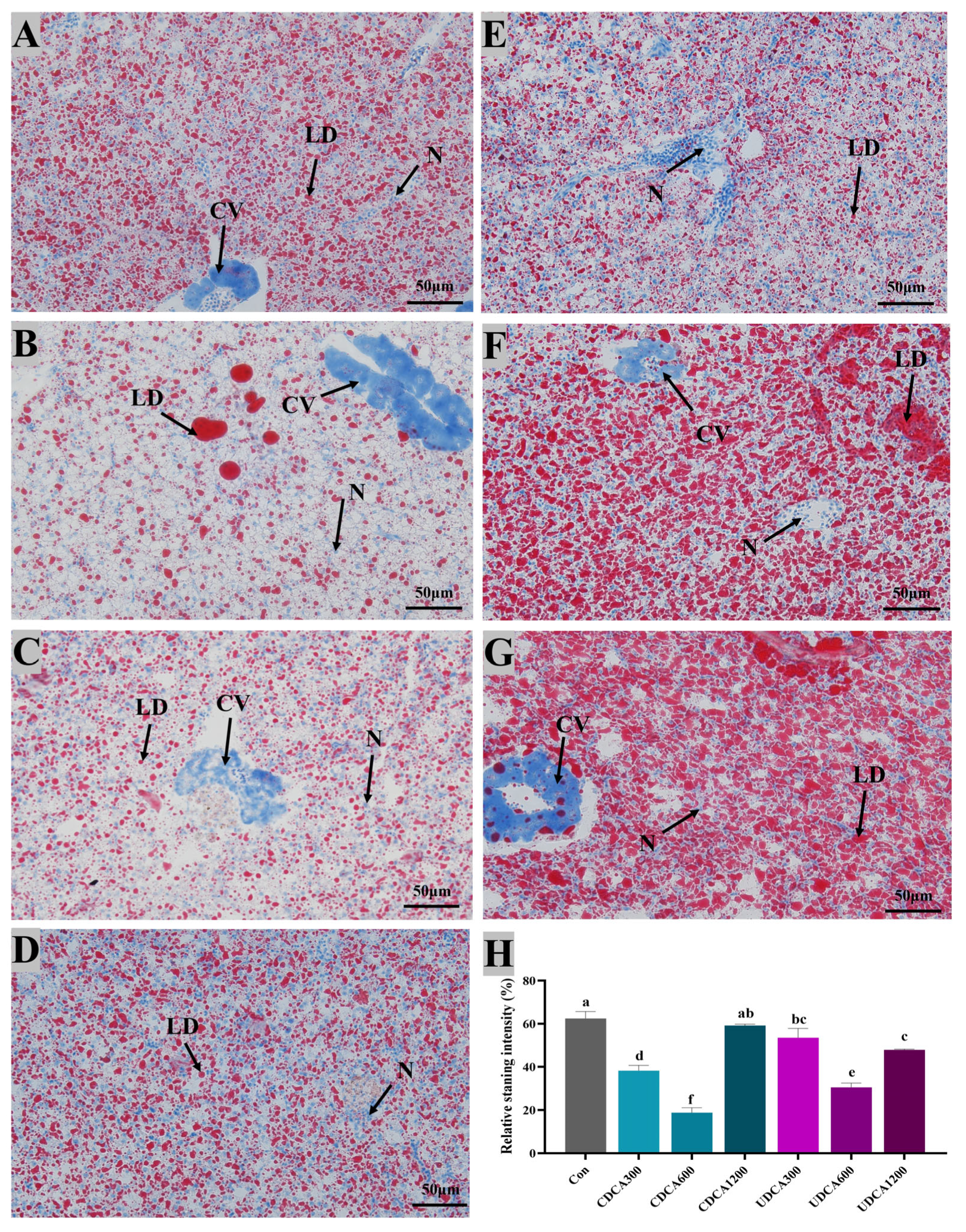 Antioxidants 14 01325 g005