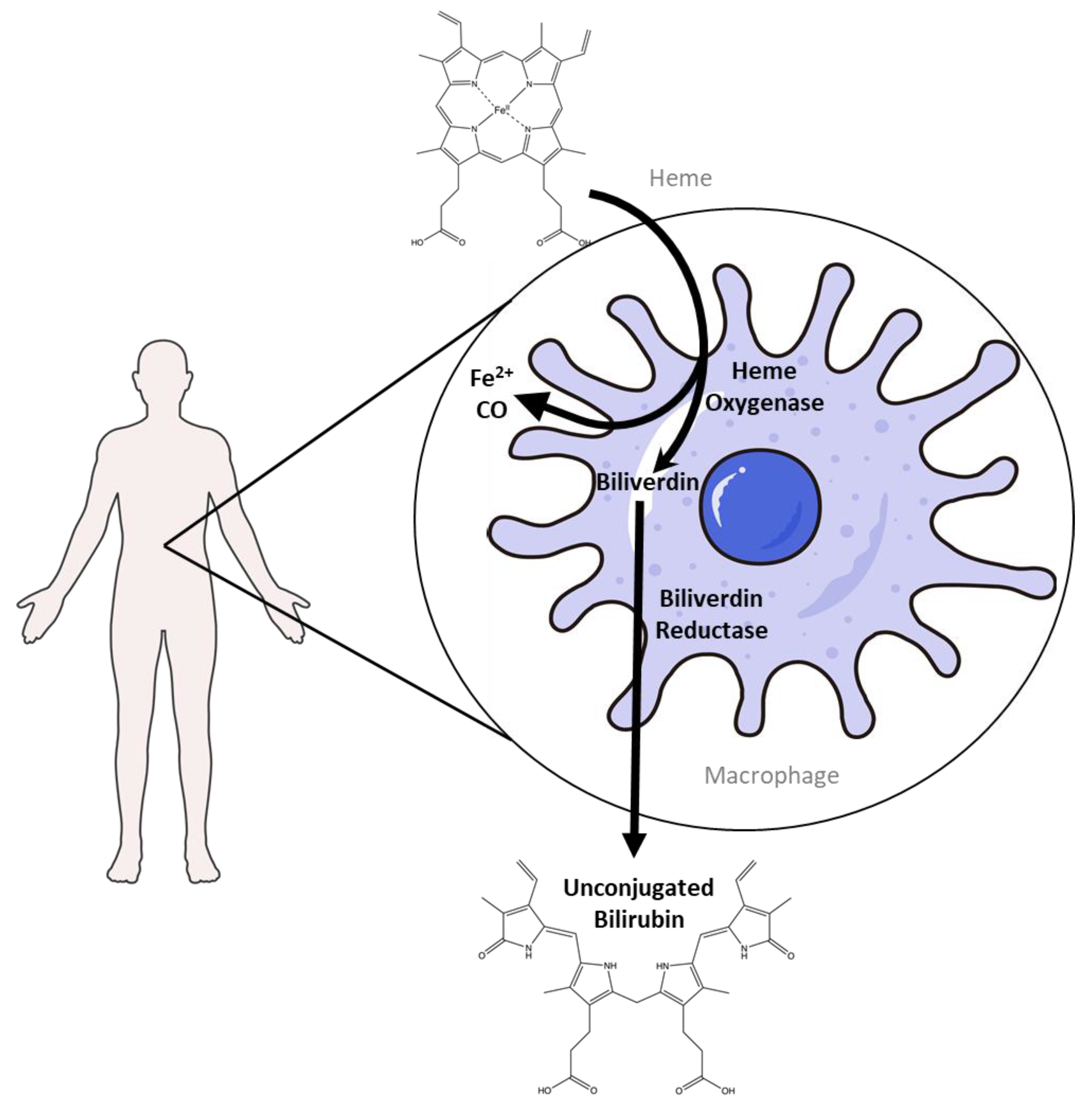 Antioxidants 14 01326 g001