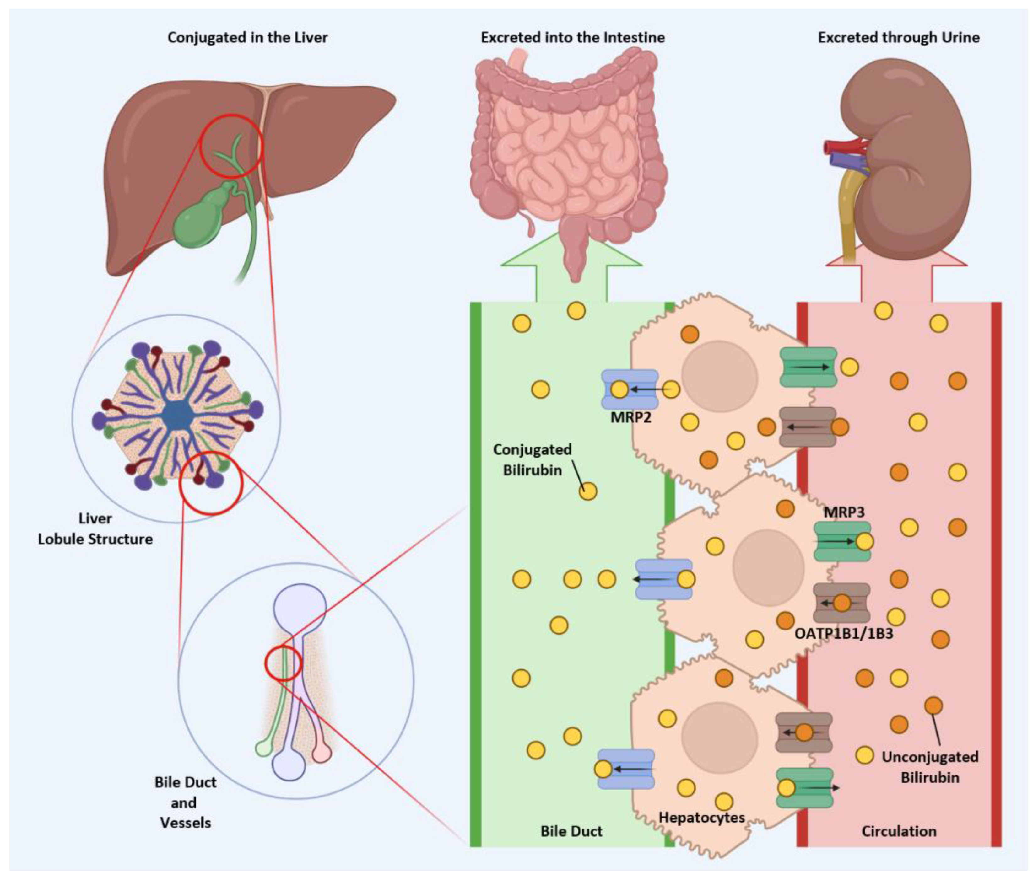 Antioxidants 14 01326 g004