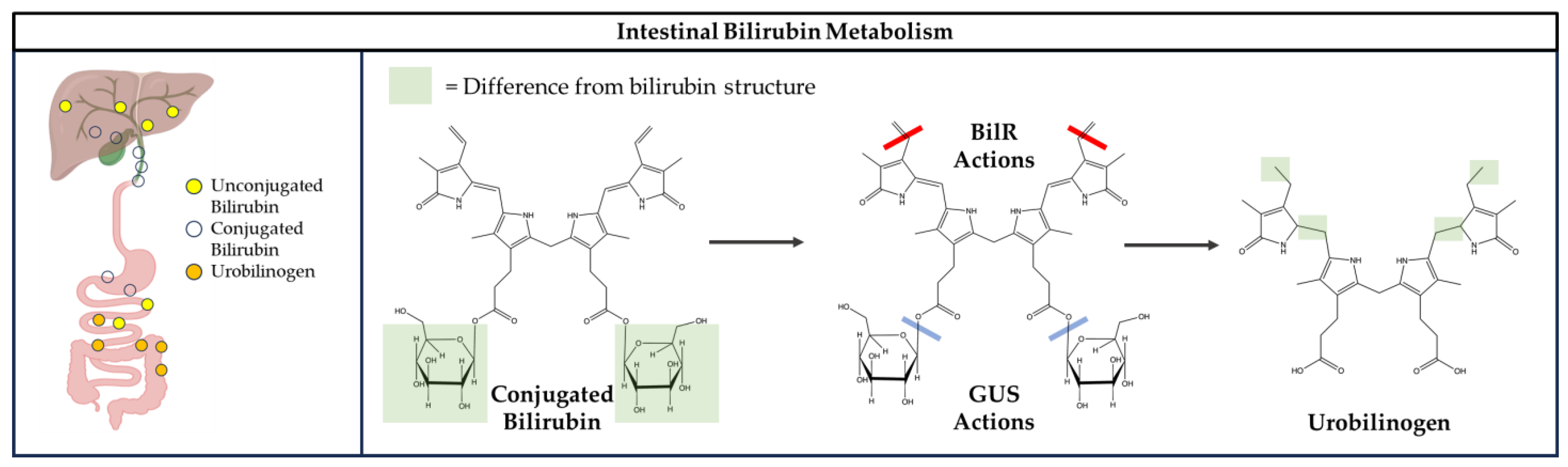 Antioxidants 14 01326 g005
