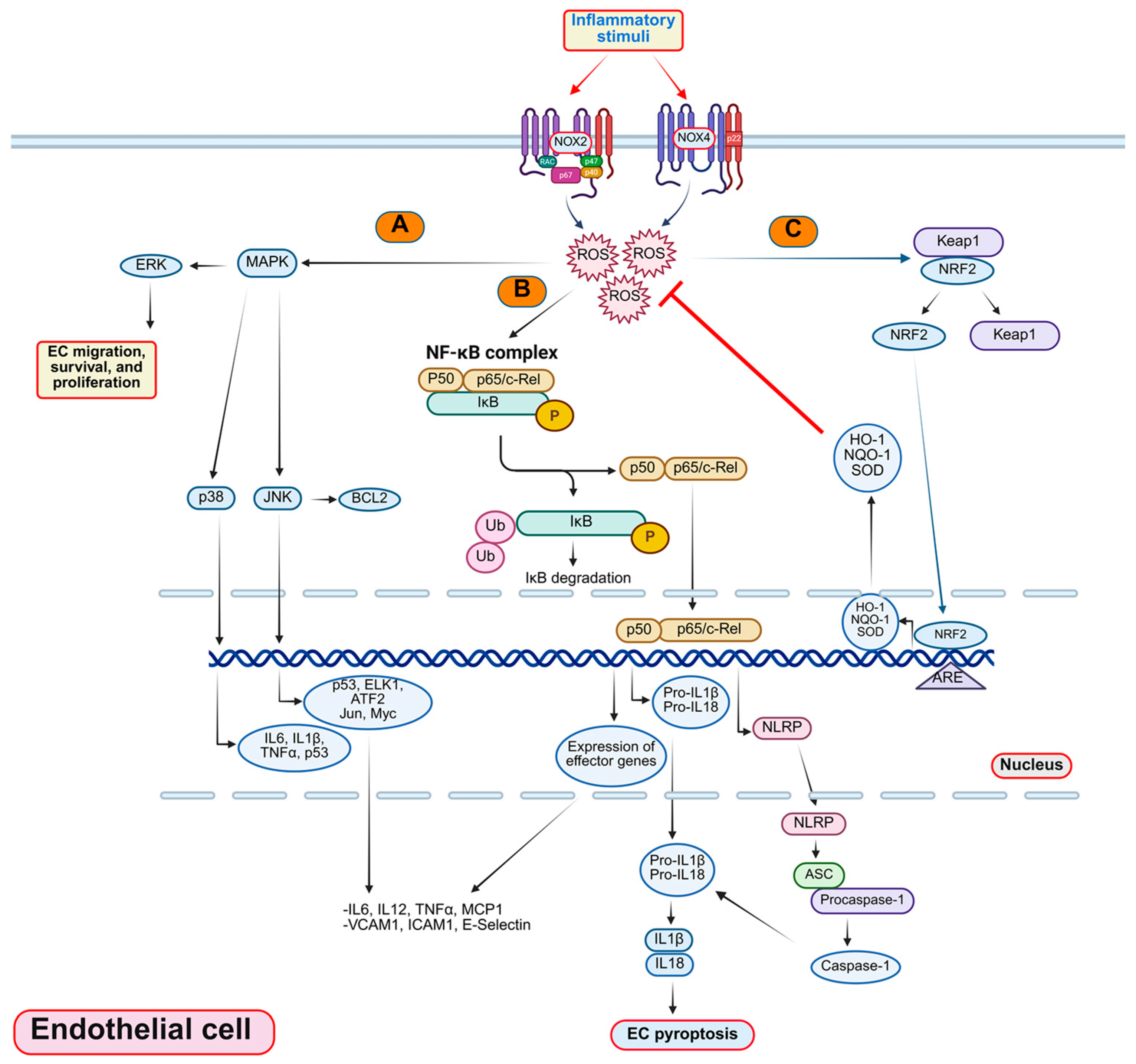 Antioxidants 14 01338 g001 Antioxidants 14 01338 g001