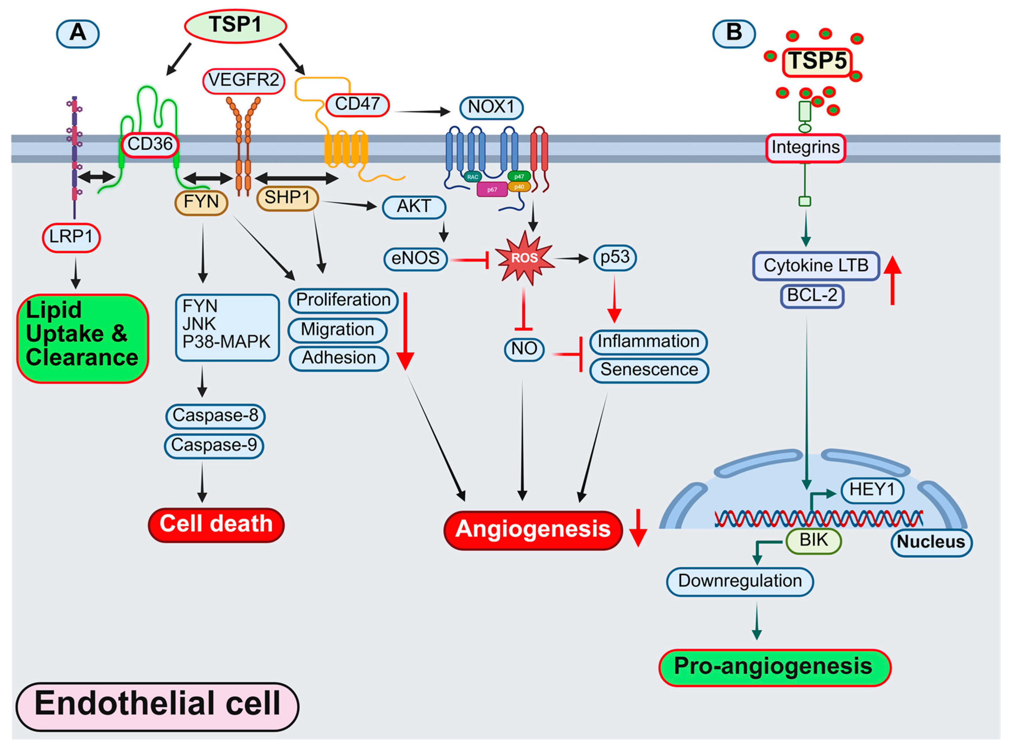 Antioxidants 14 01338 g002 Antioxidants 14 01338 g002