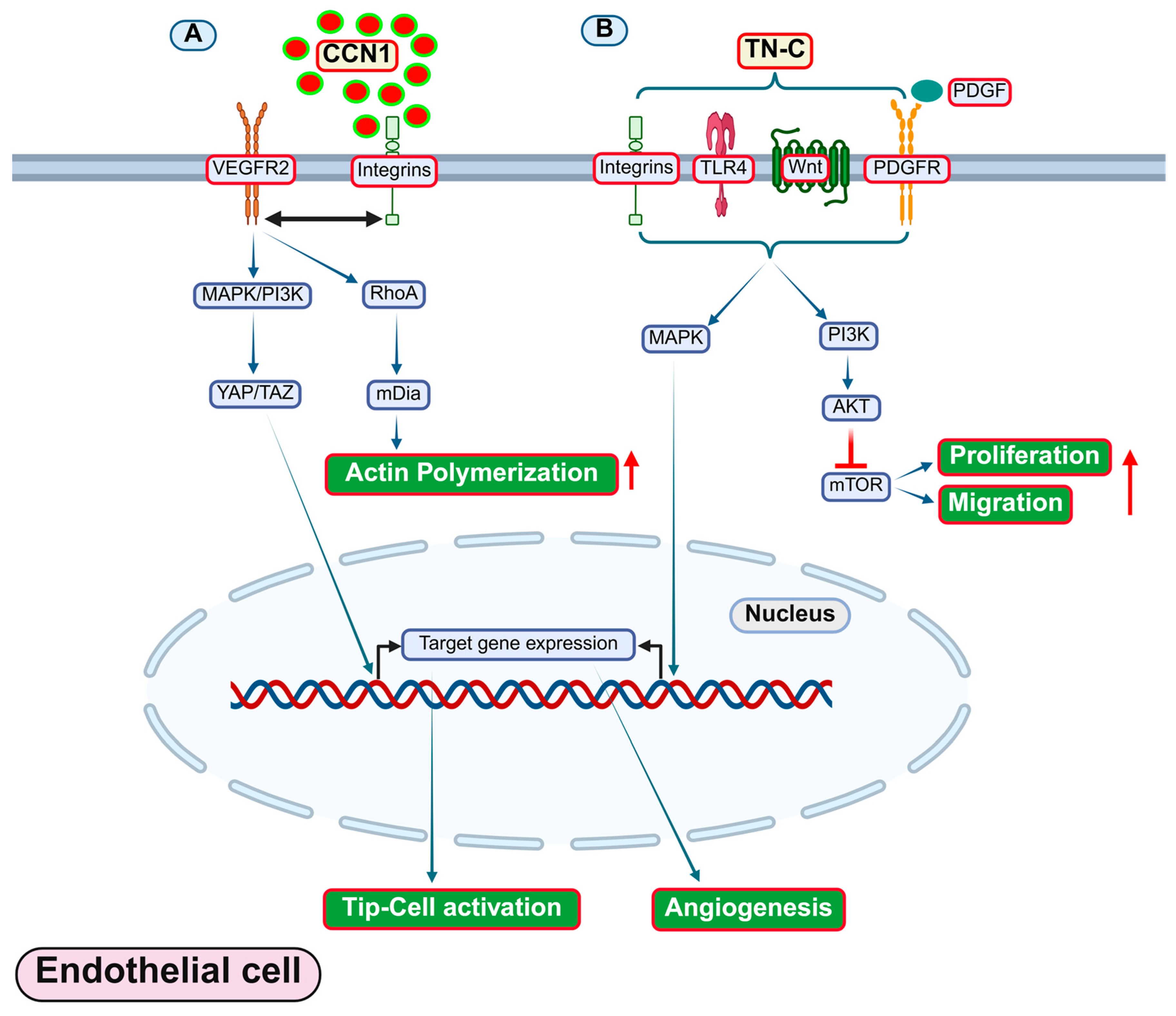 Antioxidants 14 01338 g004 Antioxidants 14 01338 g004