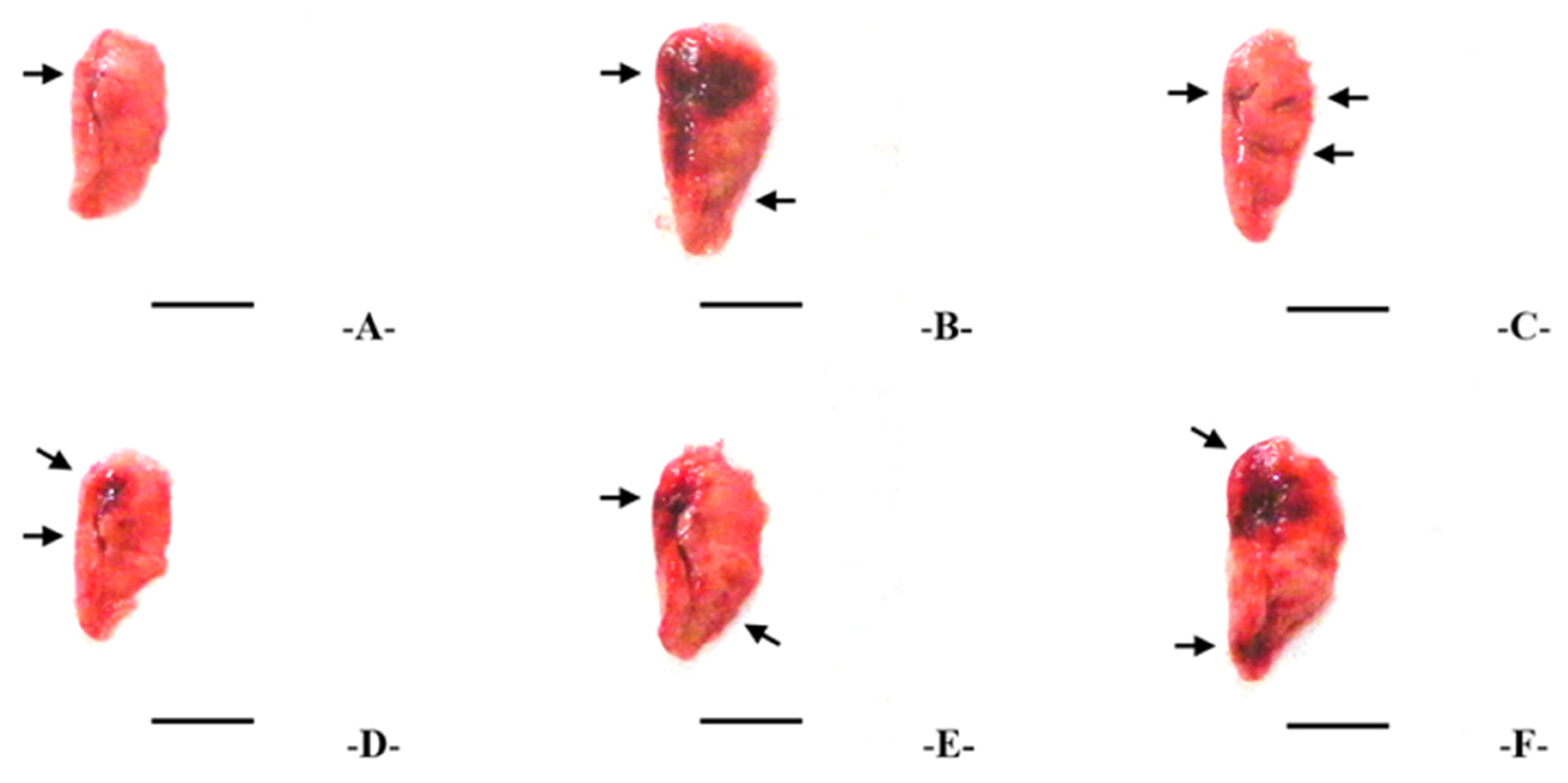 Antioxidants 14 01343 g003 Antioxidants 14 01343 g003