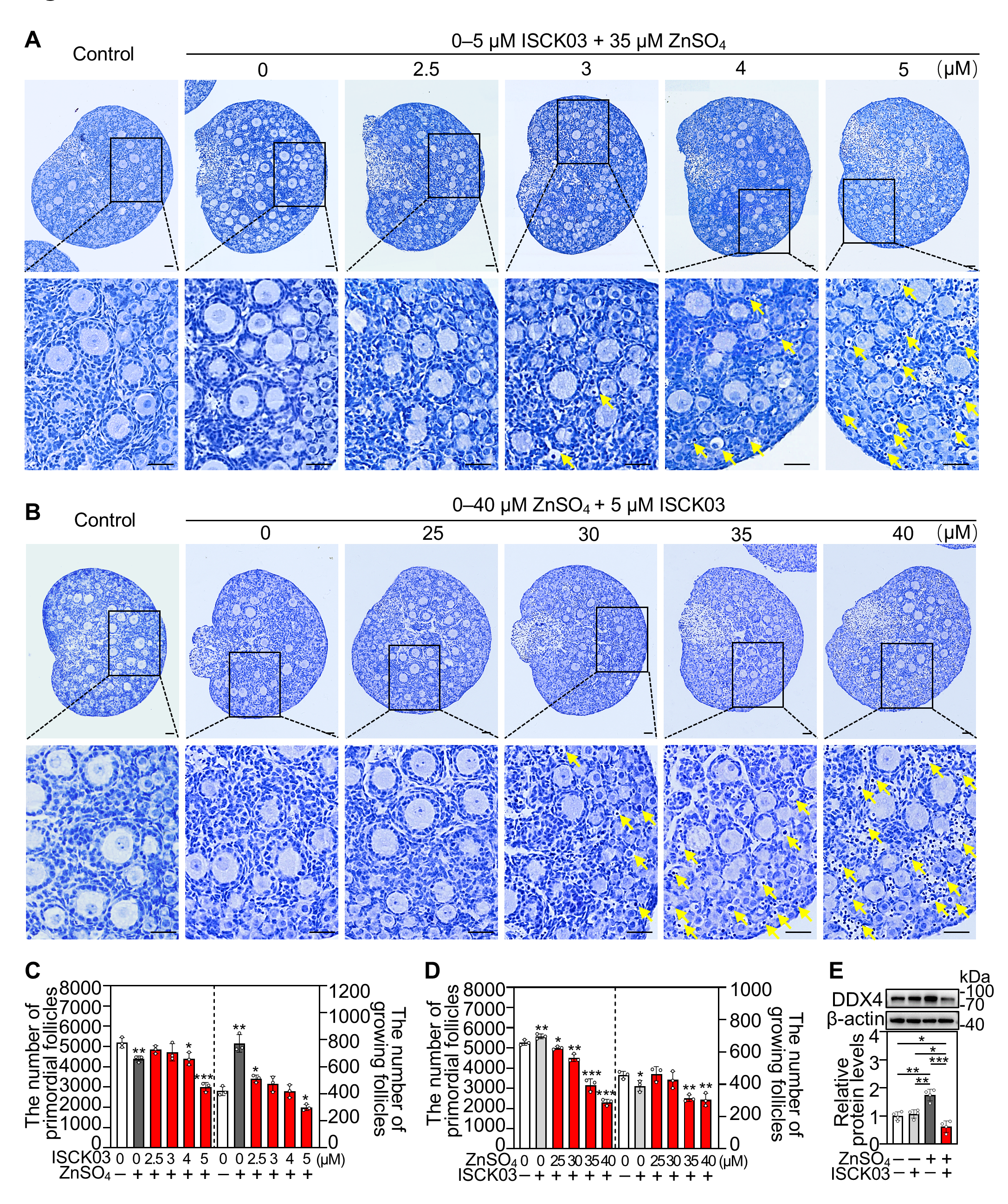 Antioxidants 14 01345 g001