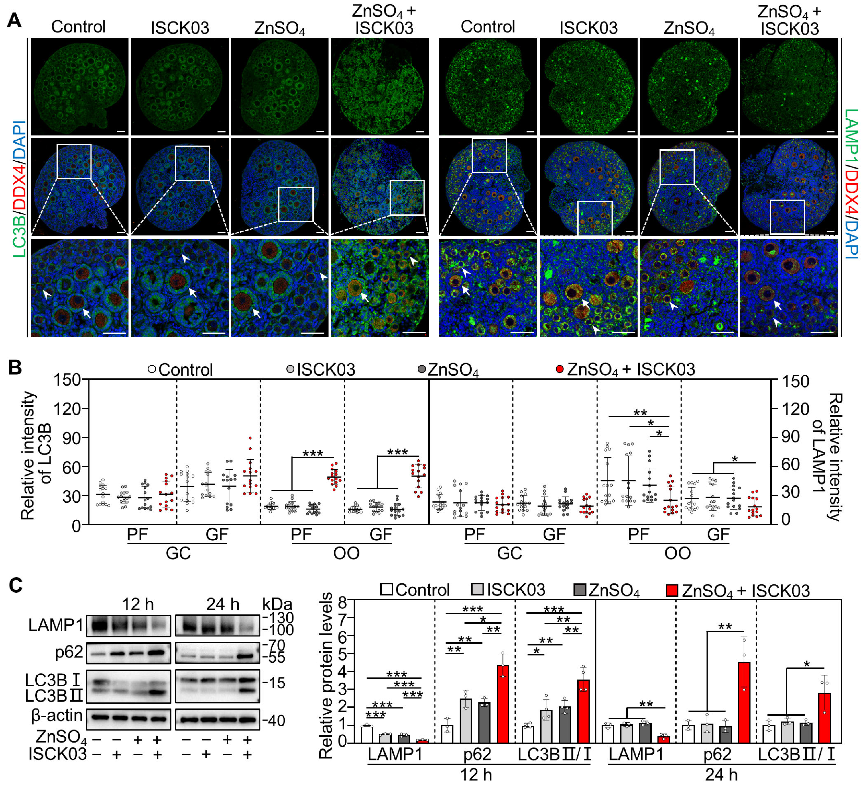 Antioxidants 14 01345 g004