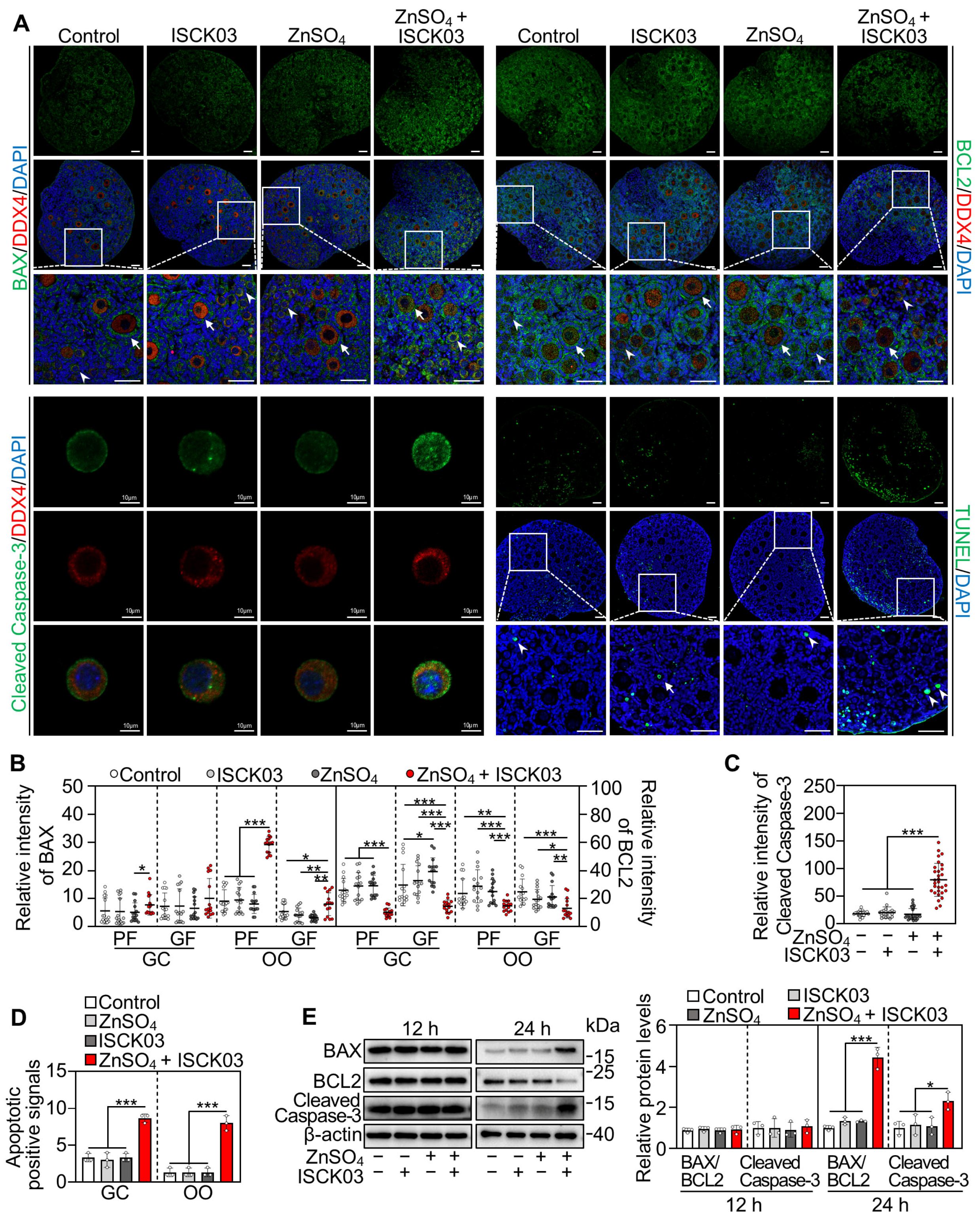 Antioxidants 14 01345 g005