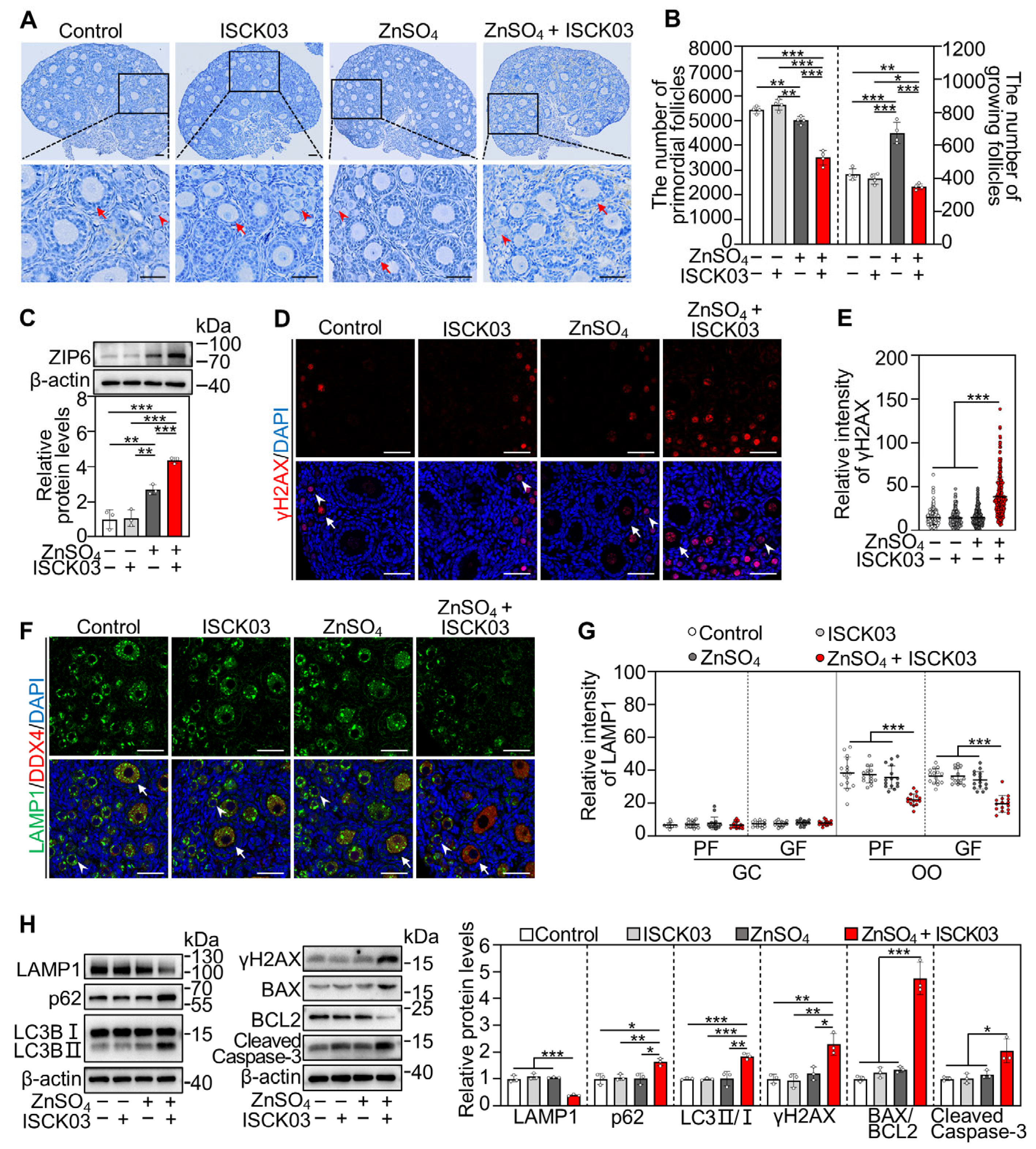 Antioxidants 14 01345 g007