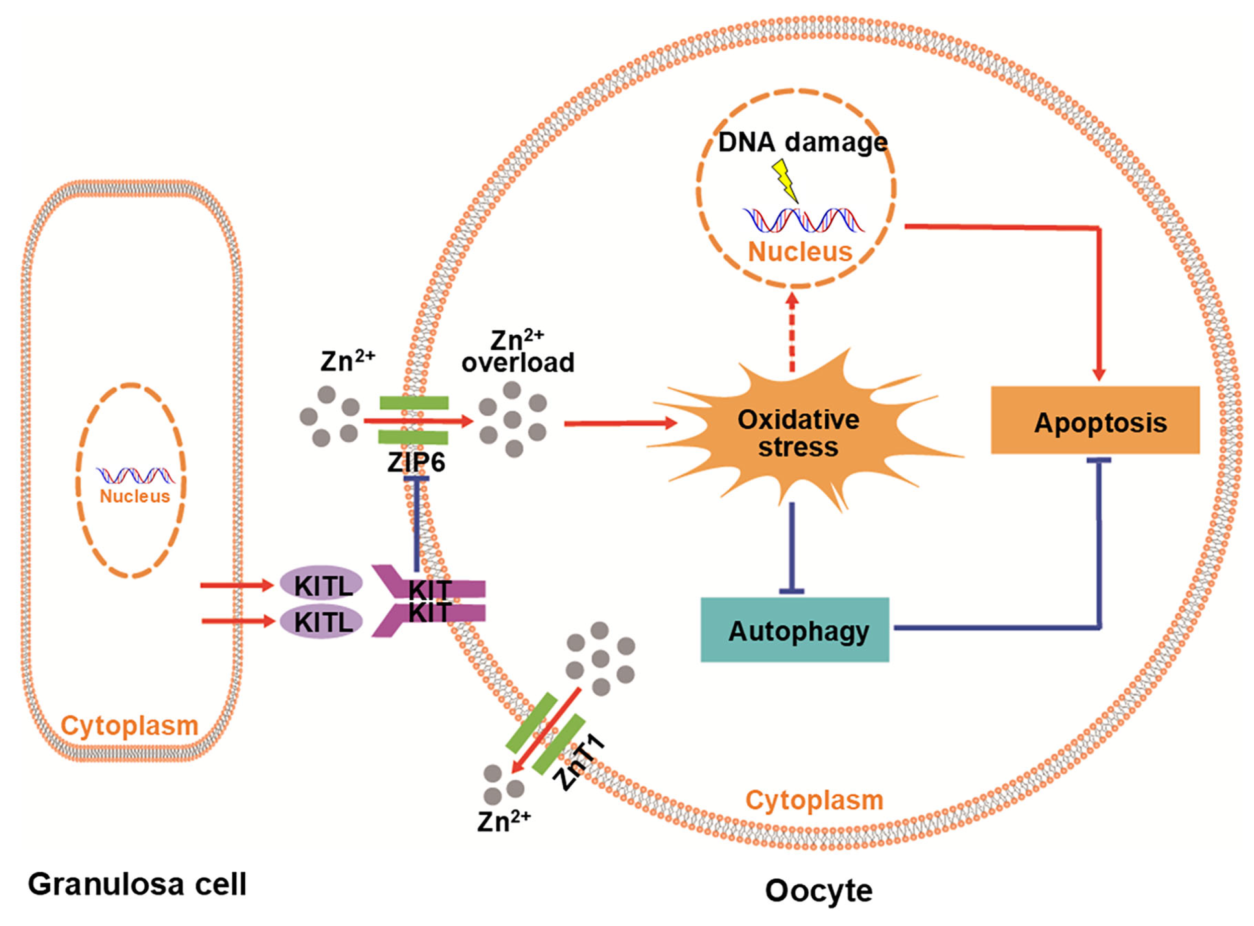 Antioxidants 14 01345 g008