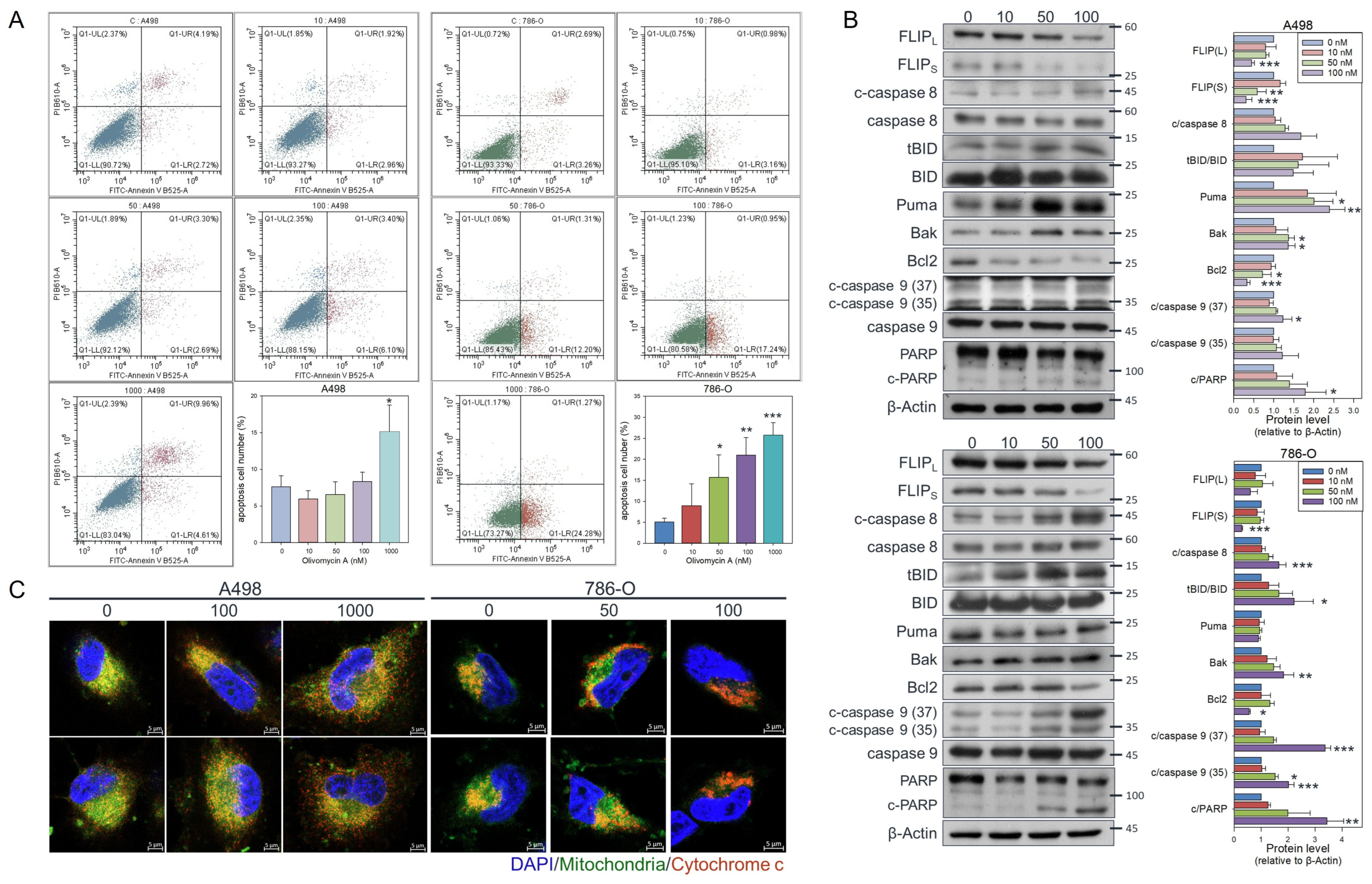 Antioxidants 14 01348 g005