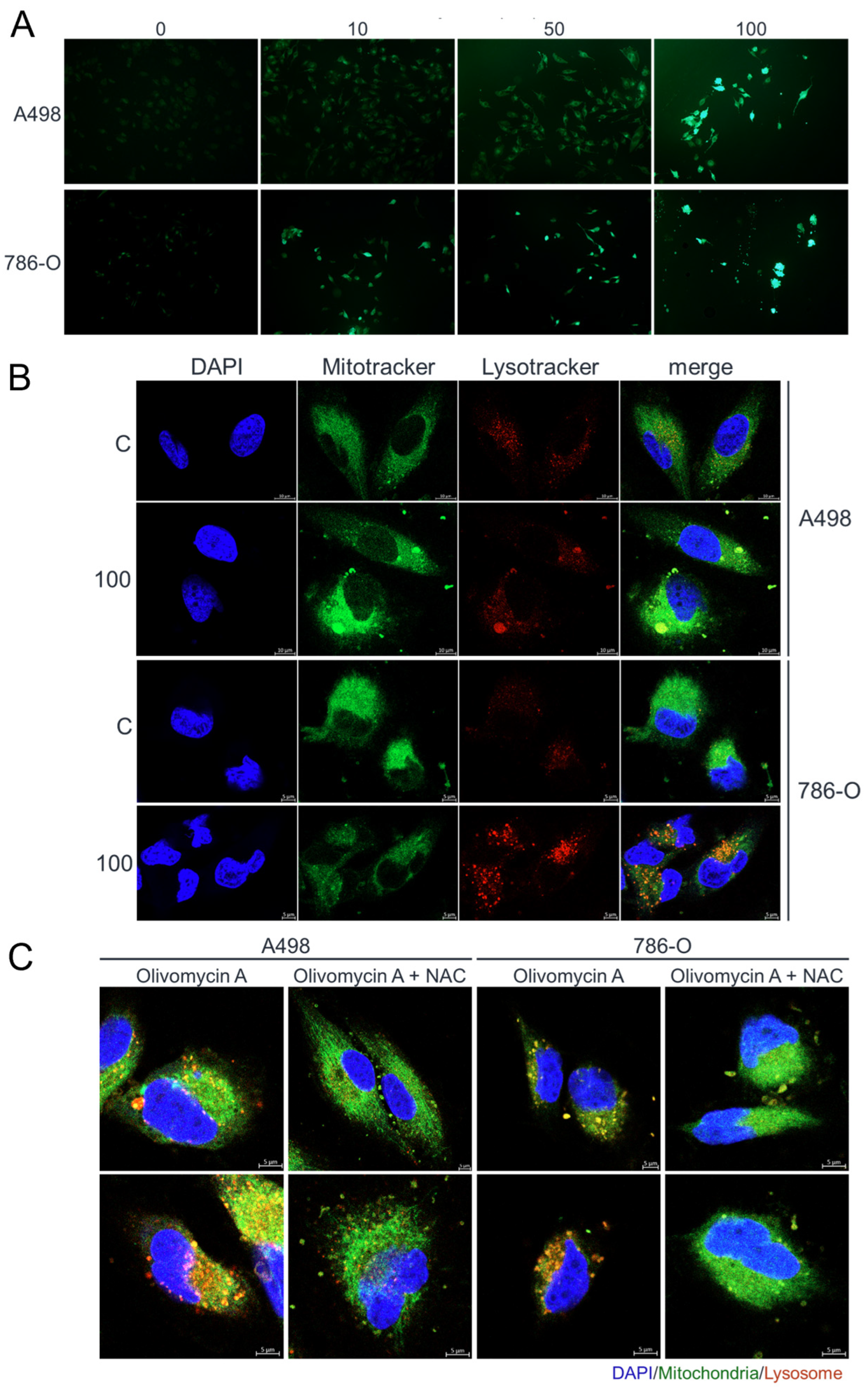 Antioxidants 14 01348 g007