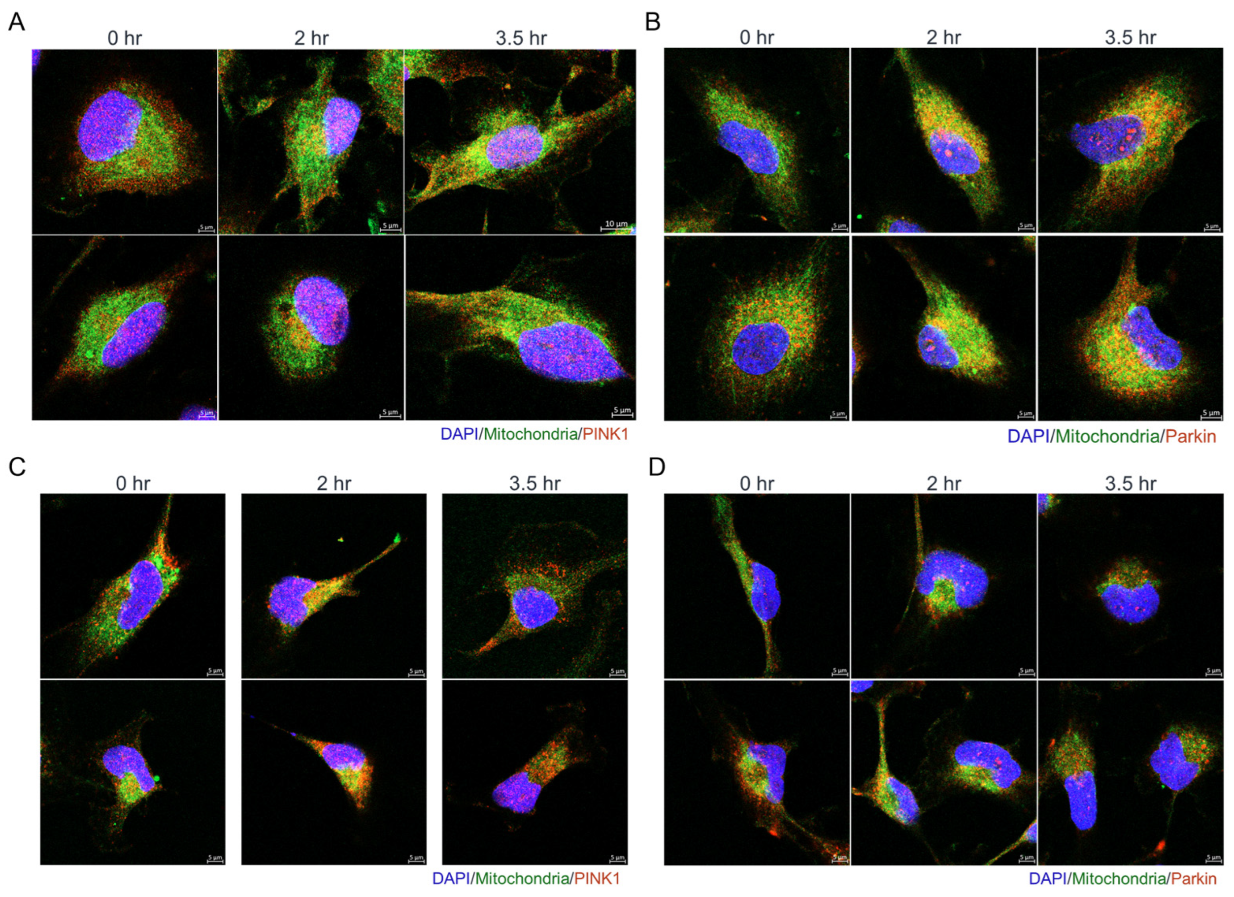 Antioxidants 14 01348 g008