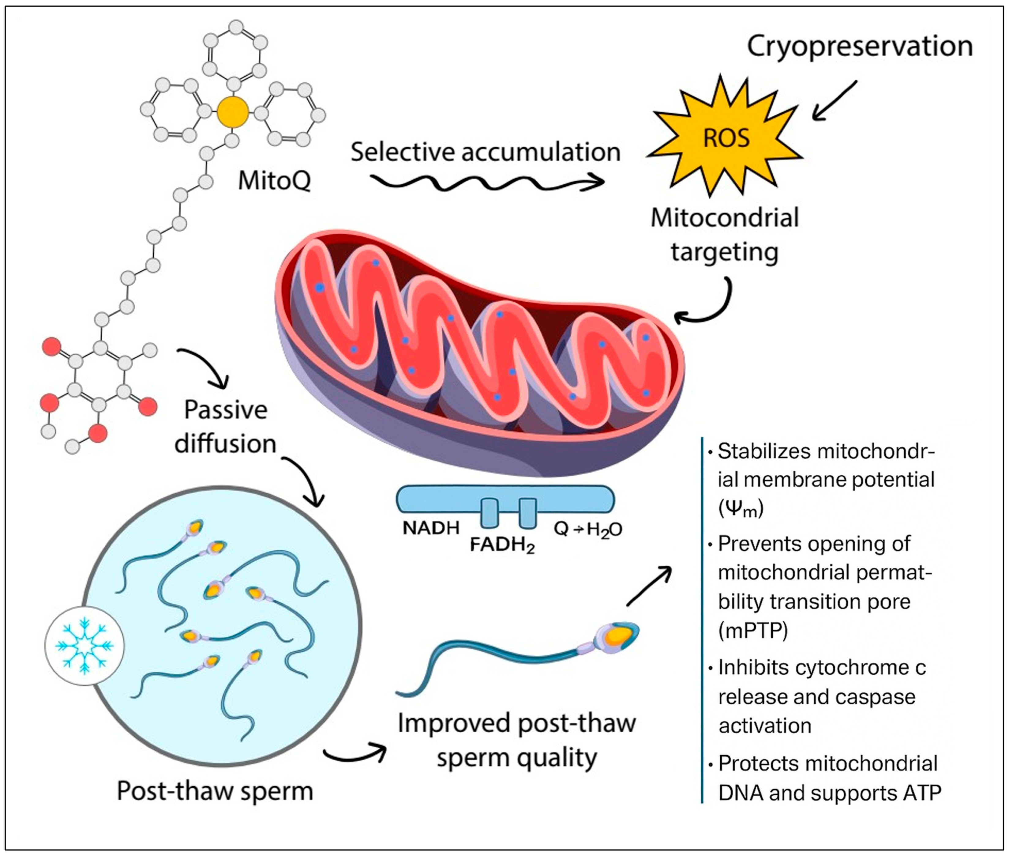 Antioxidants 14 01350 g001