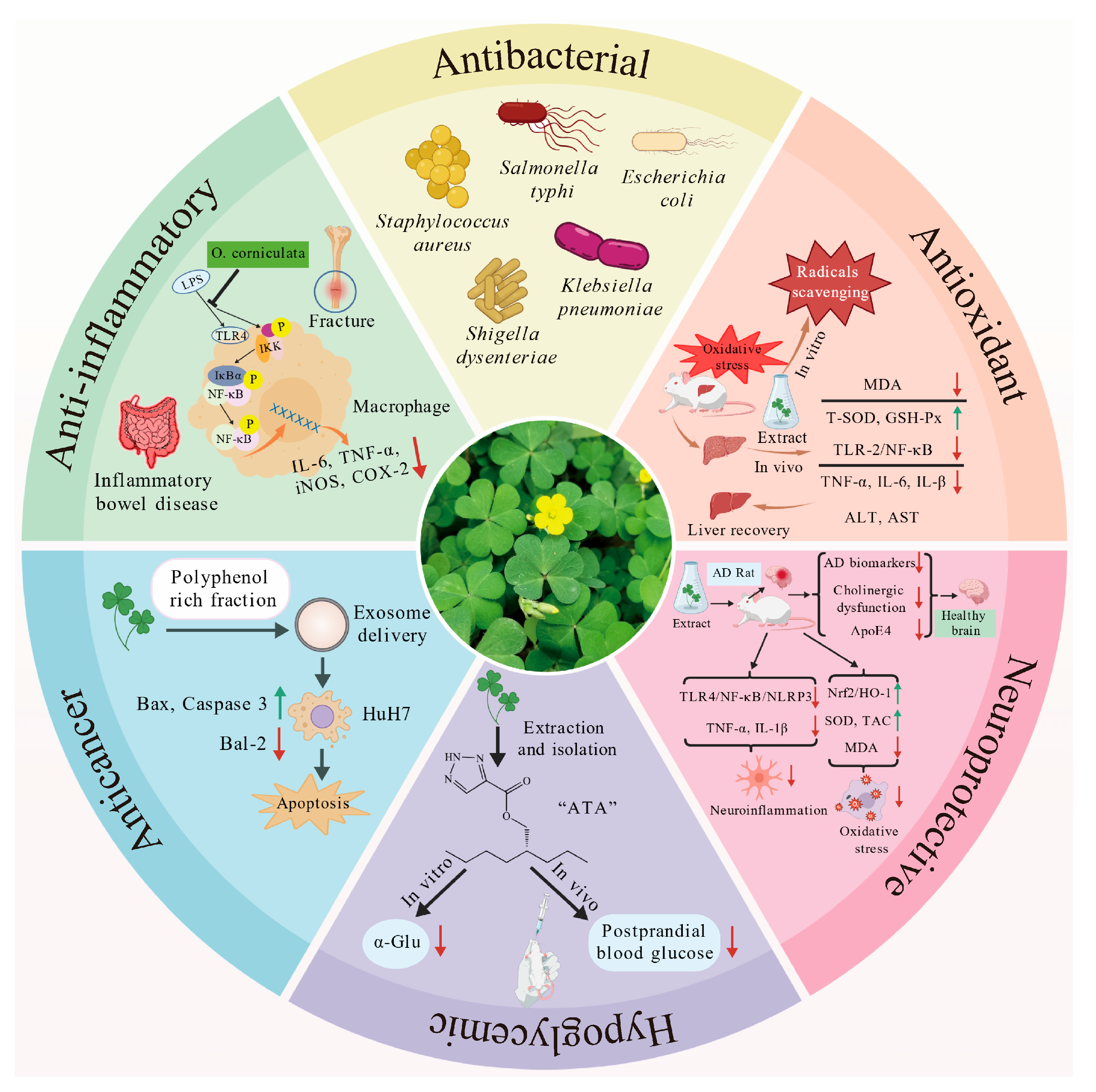 Antioxidants 14 01352 g004