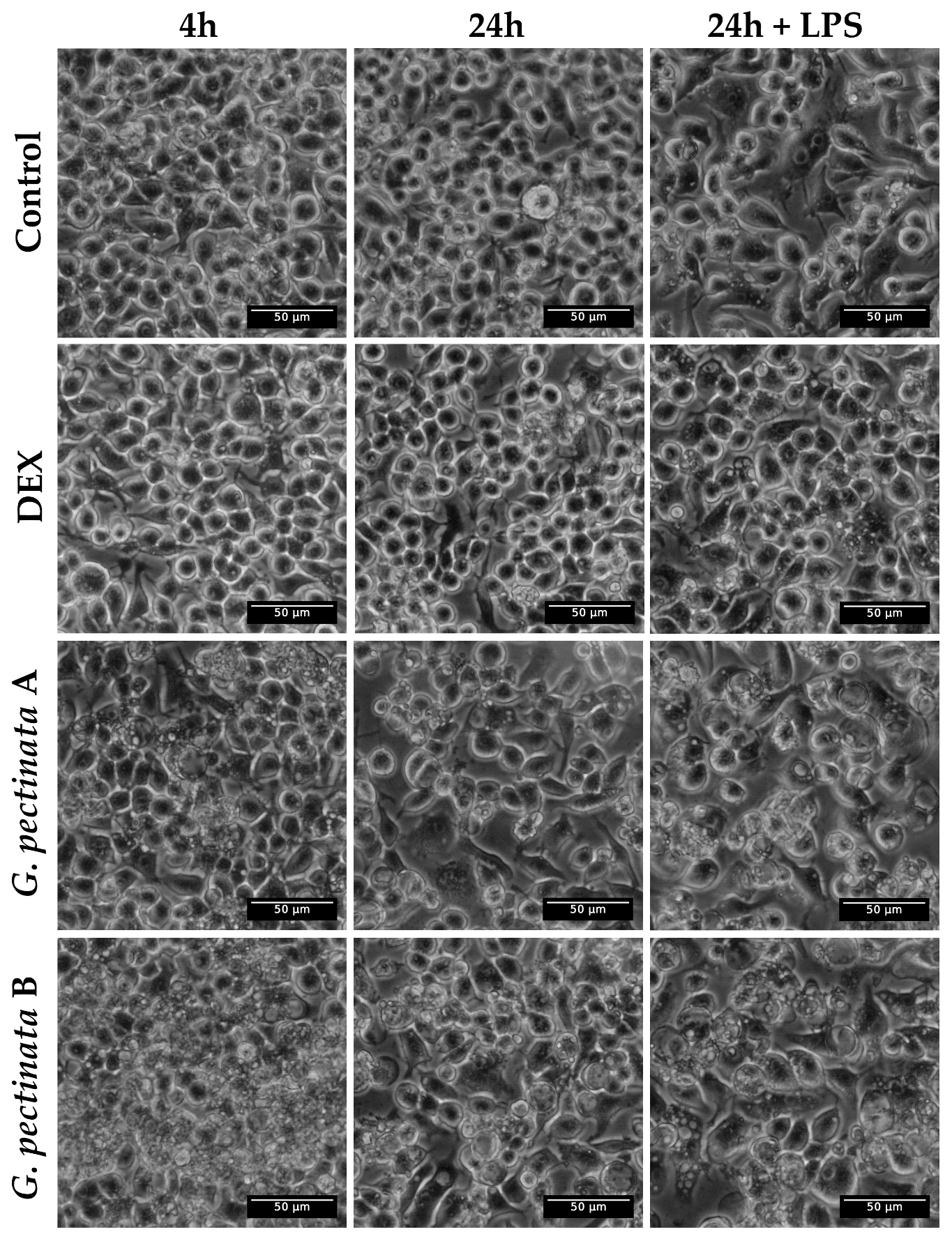Antioxidants 14 01354 g004