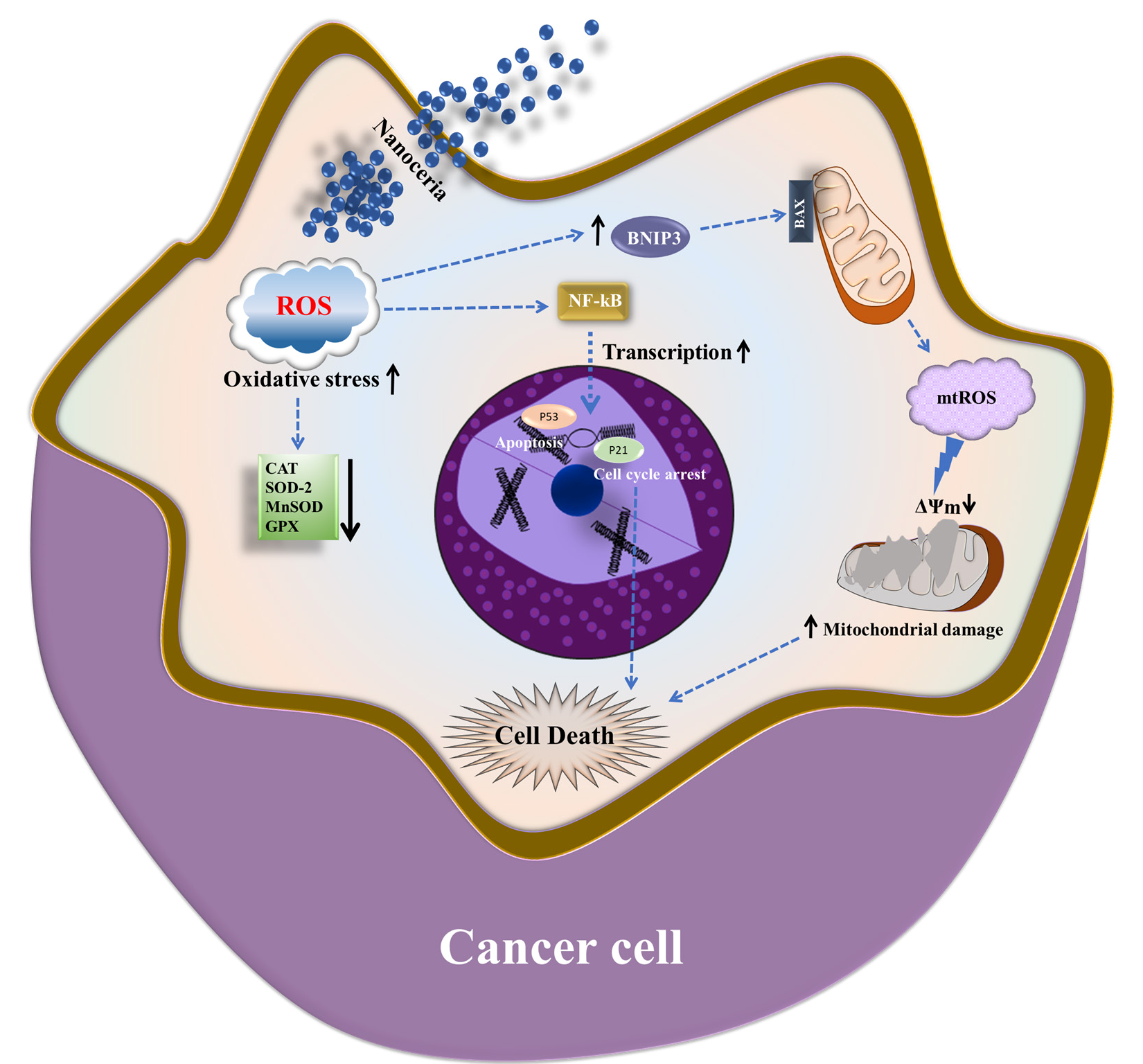 Antioxidants 14 01361 g009 Antioxidants 14 01361 g009