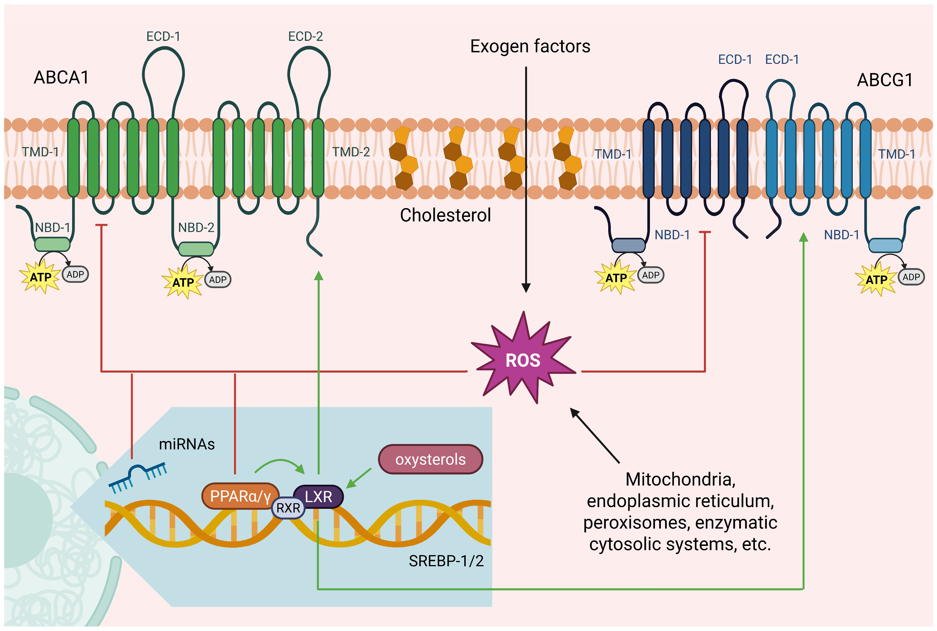 Antioxidants 14 01362 g001