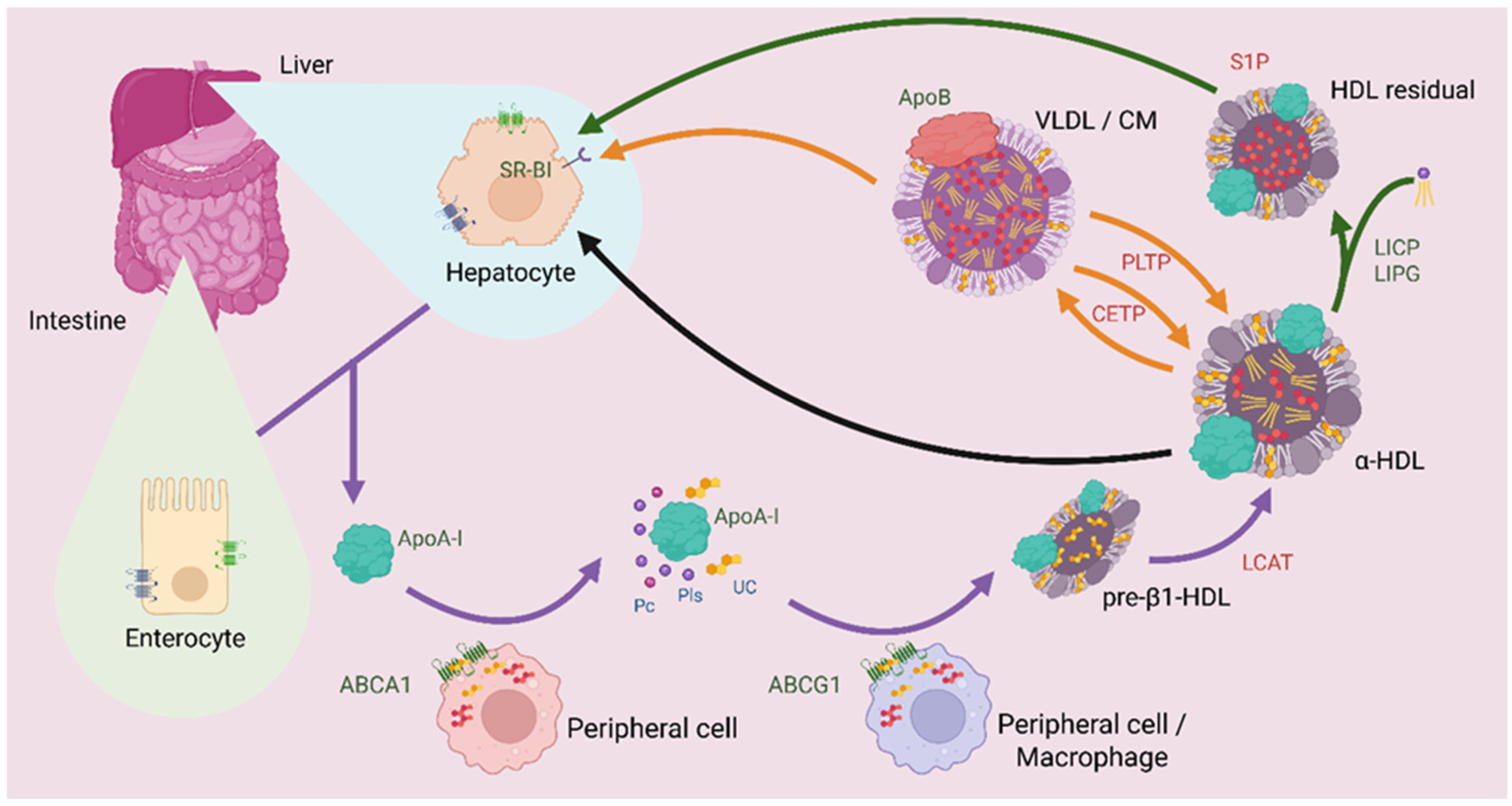 Antioxidants 14 01362 g002