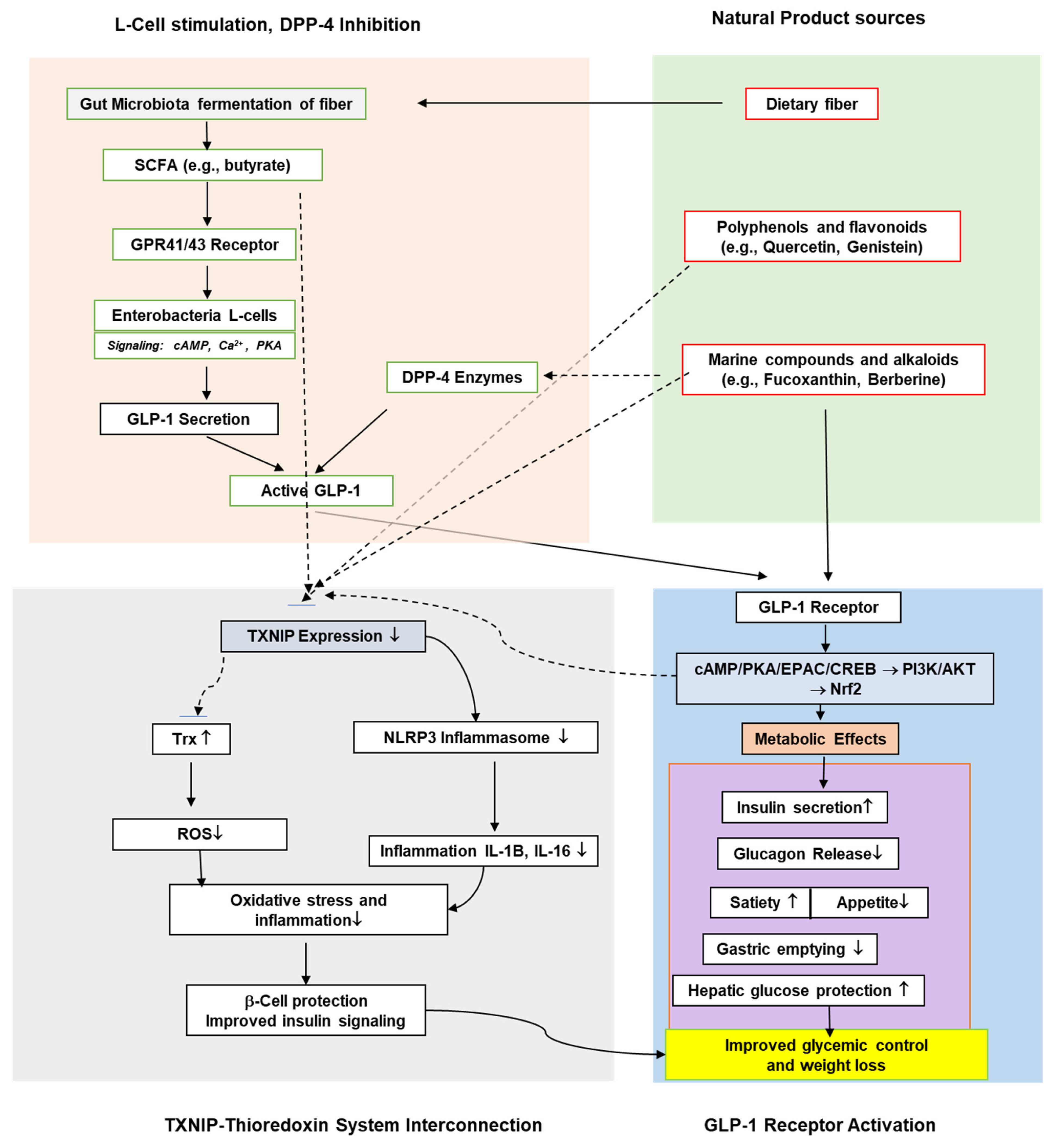 Antioxidants 14 01364 g002 Antioxidants 14 01364 g002