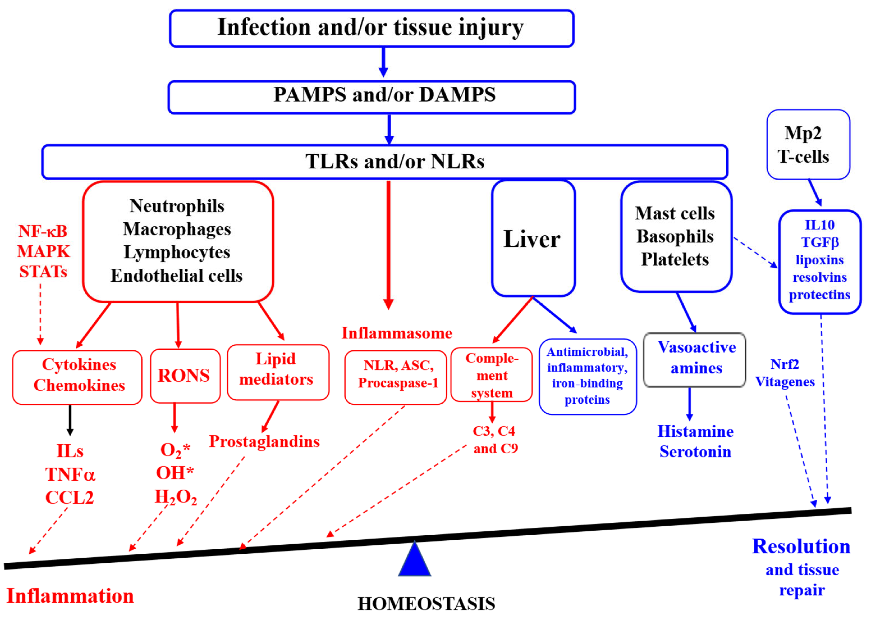 Antioxidants 14 01365 g001 Antioxidants 14 01365 g001