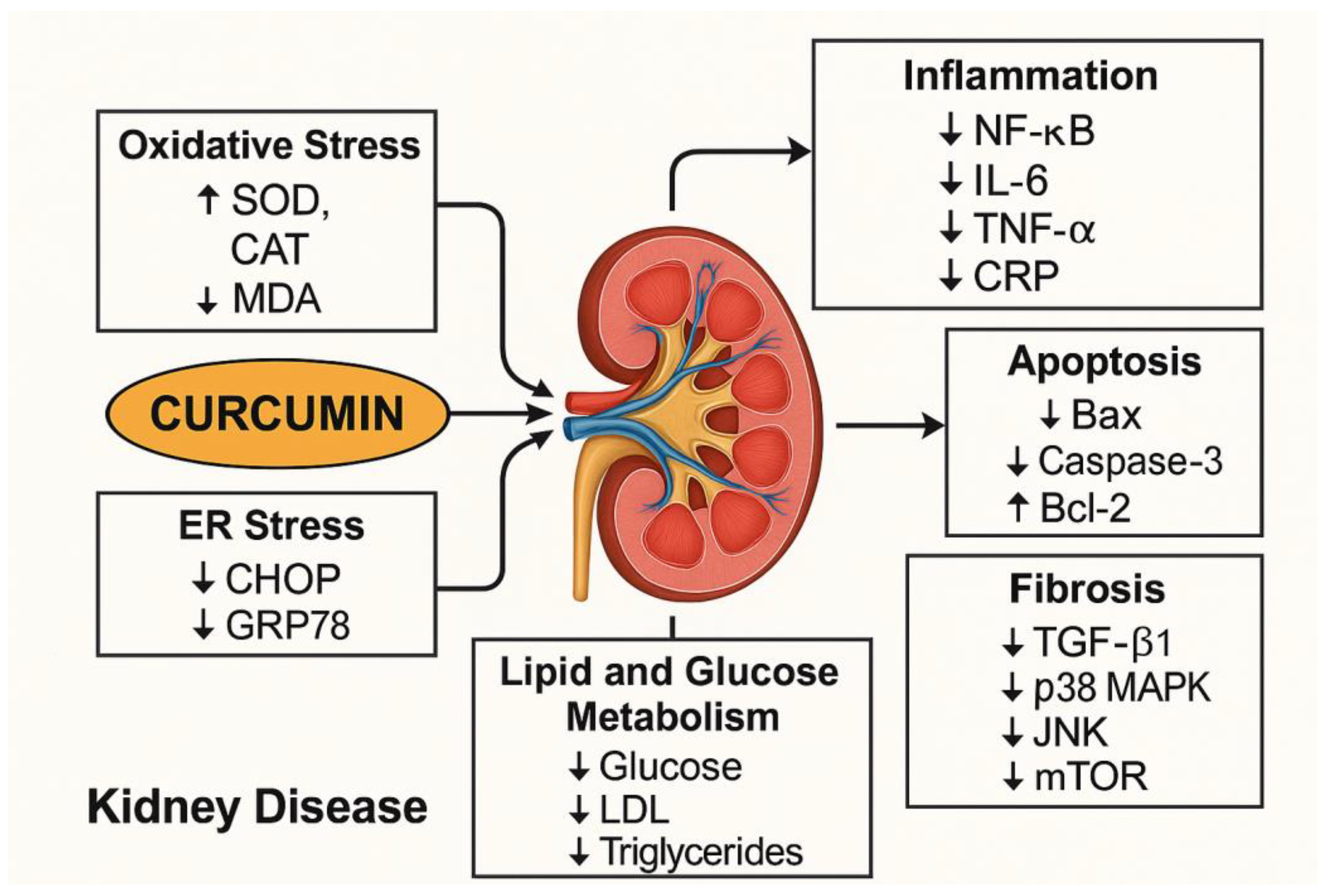 Antioxidants 14 01369 g003