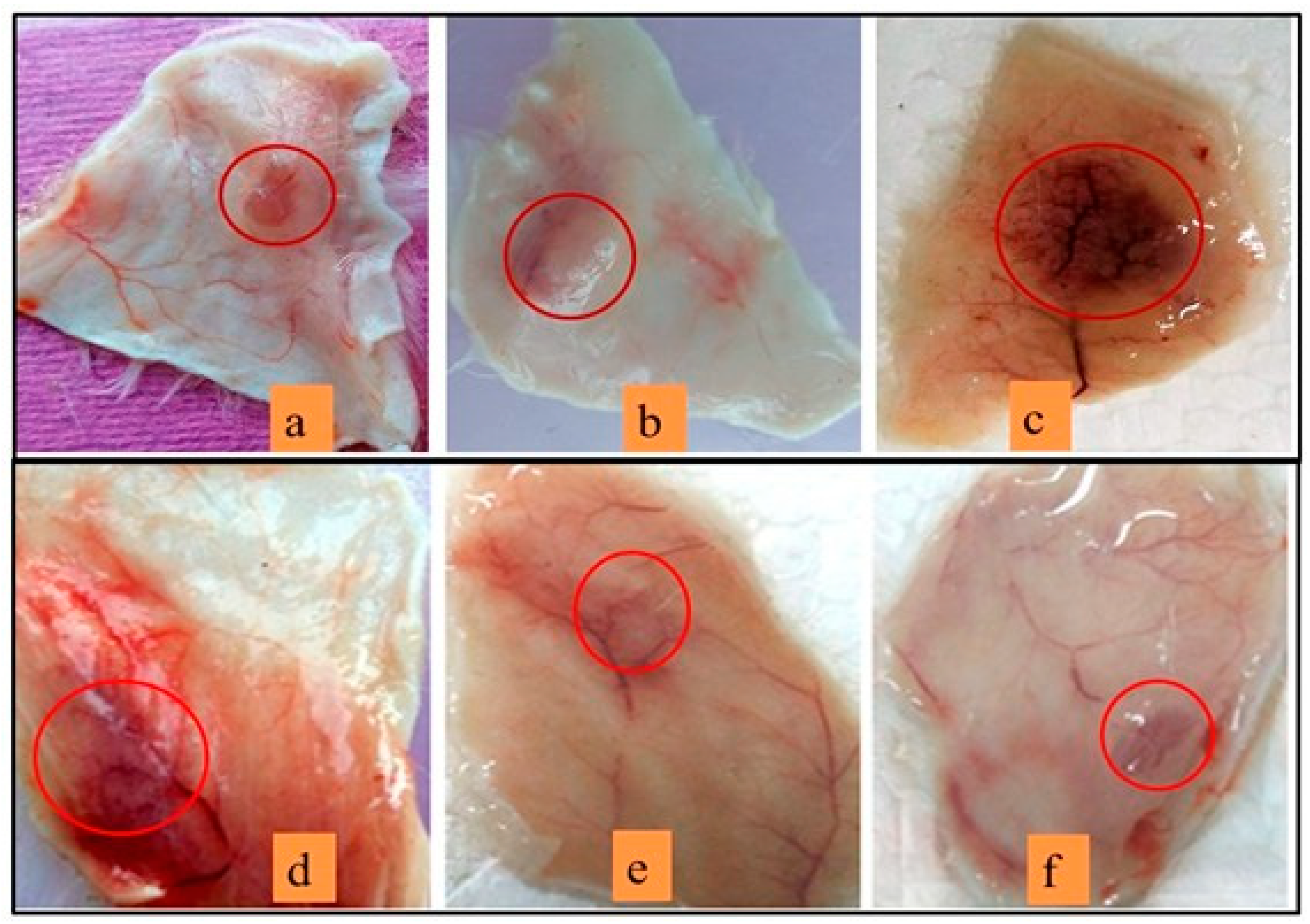 Antioxidants 14 01370 g011