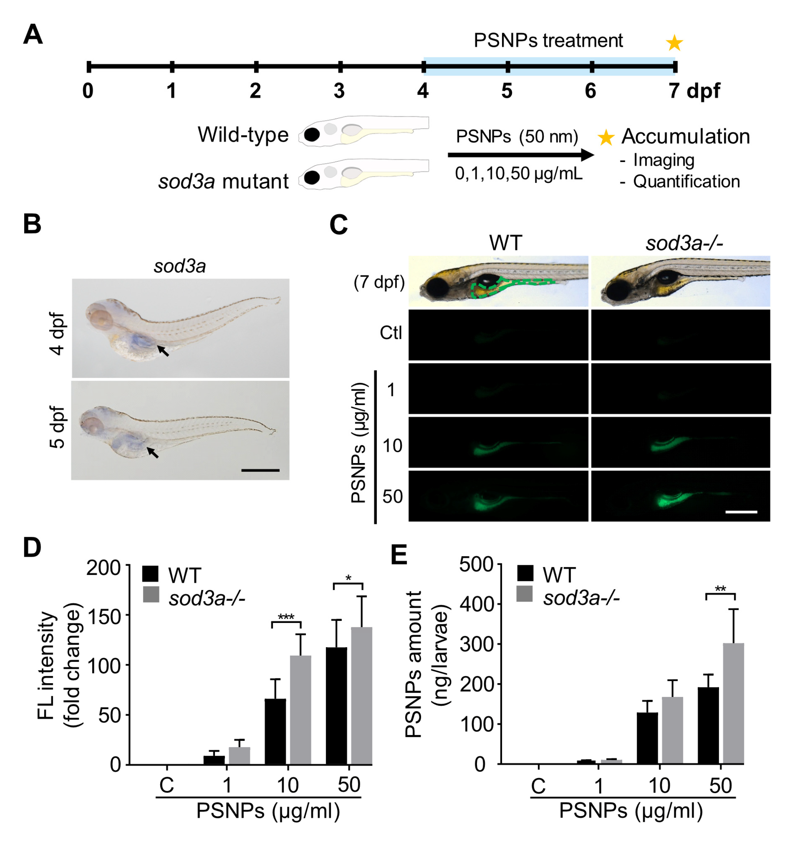 Antioxidants 14 01378 g001